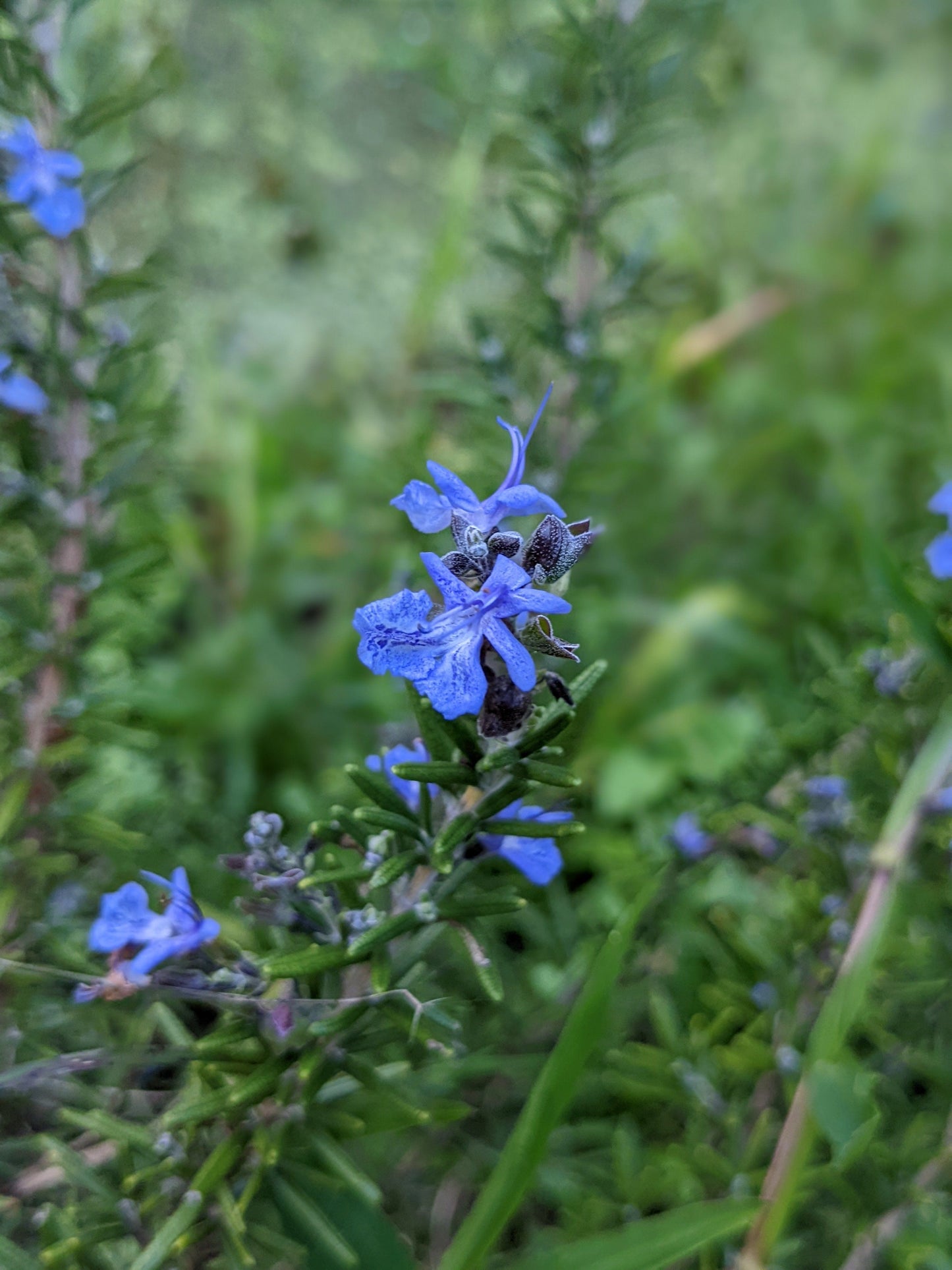 Rosemary - Mozart Rosemary