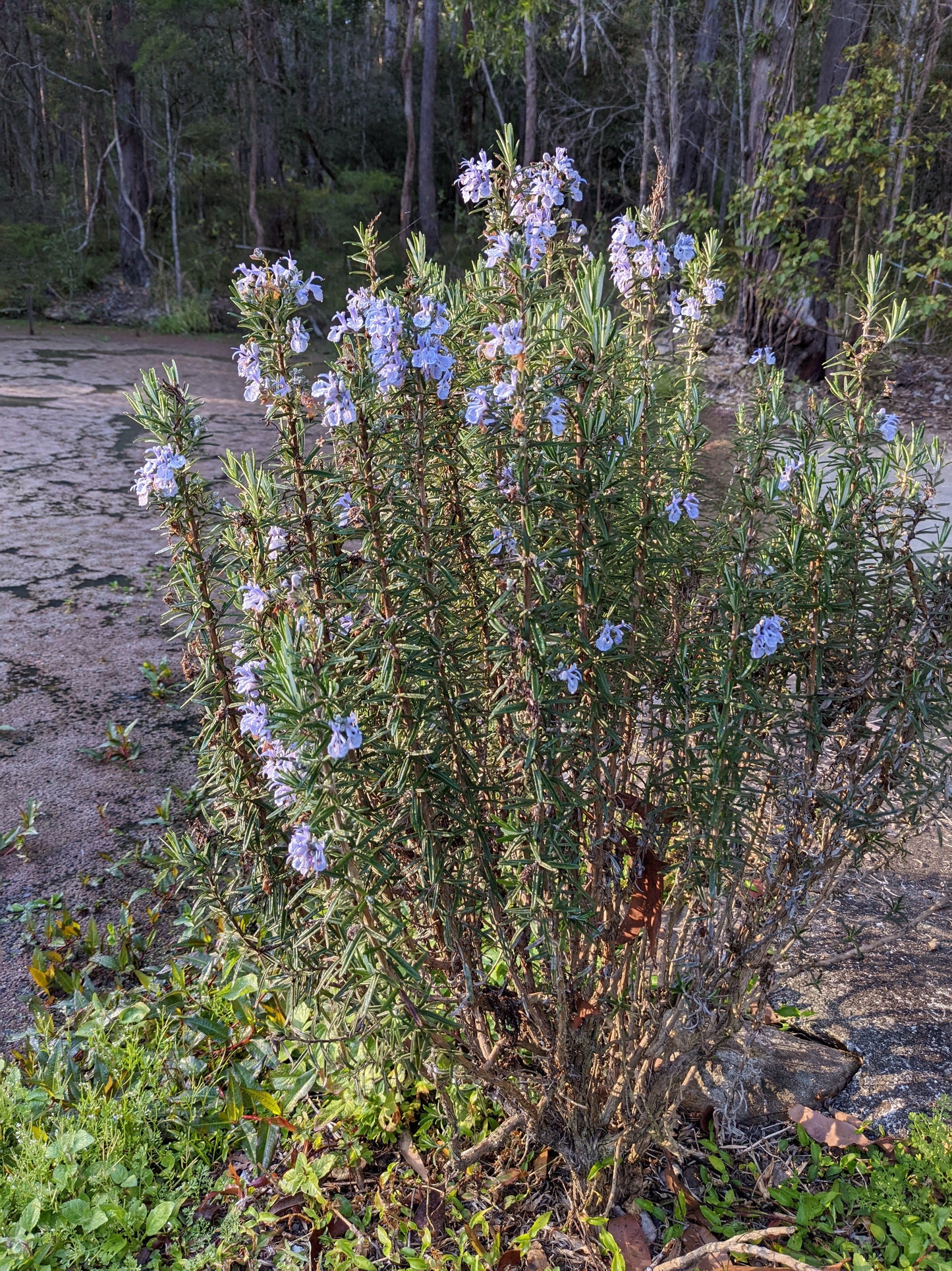 Rosemary - Gorza Rosemary