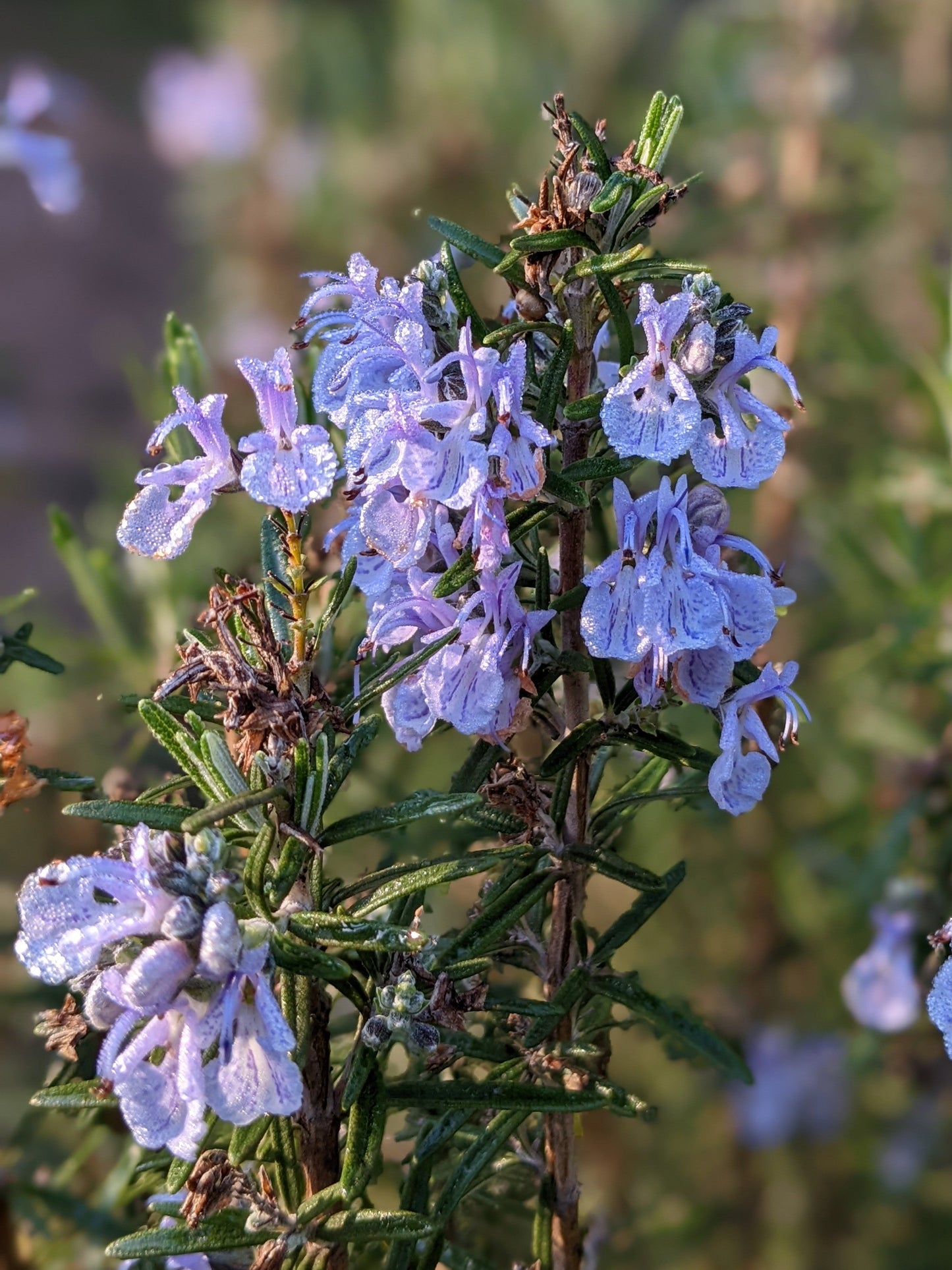 Rosemary - Gorza Rosemary