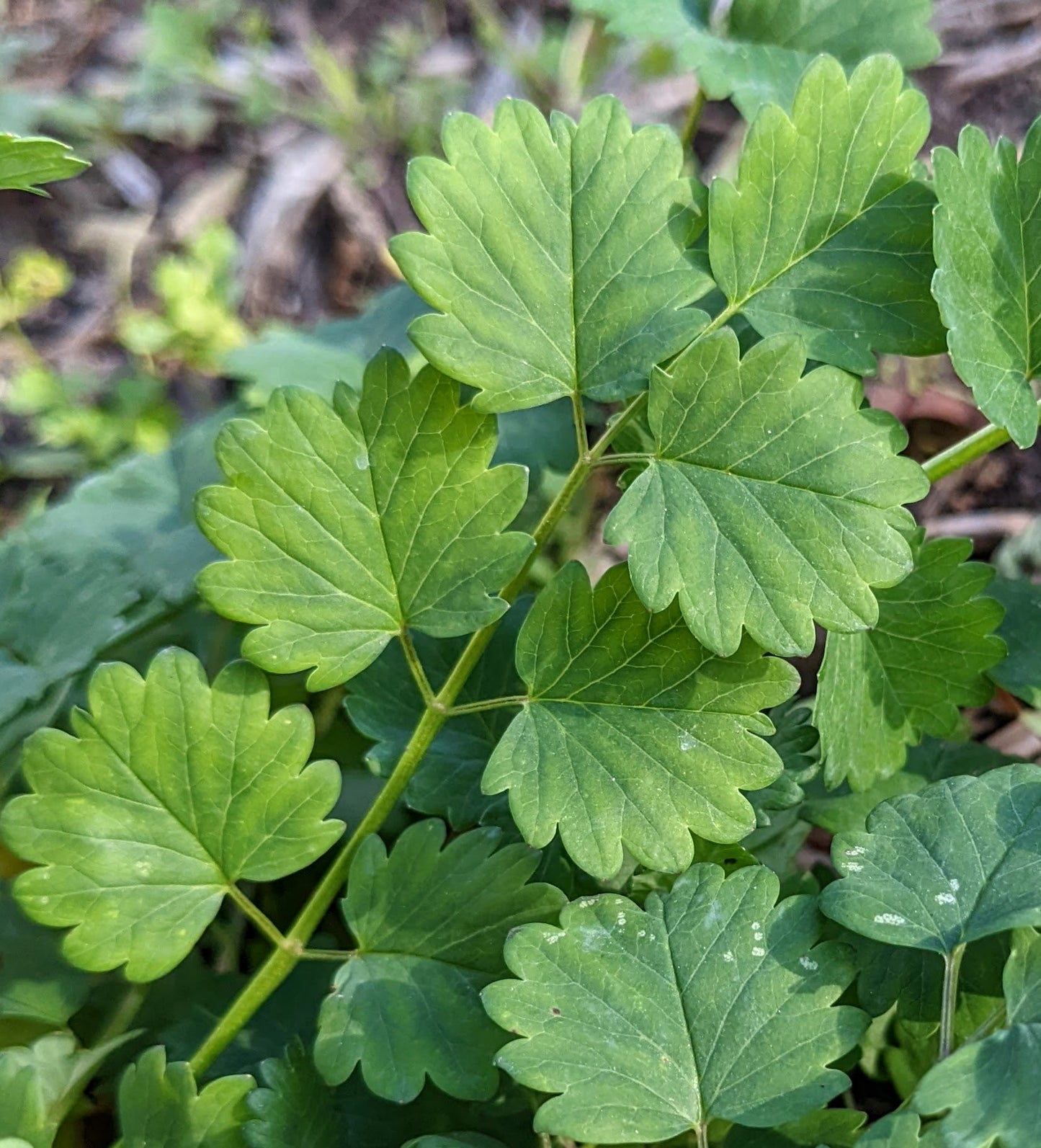 Salad Burnet
