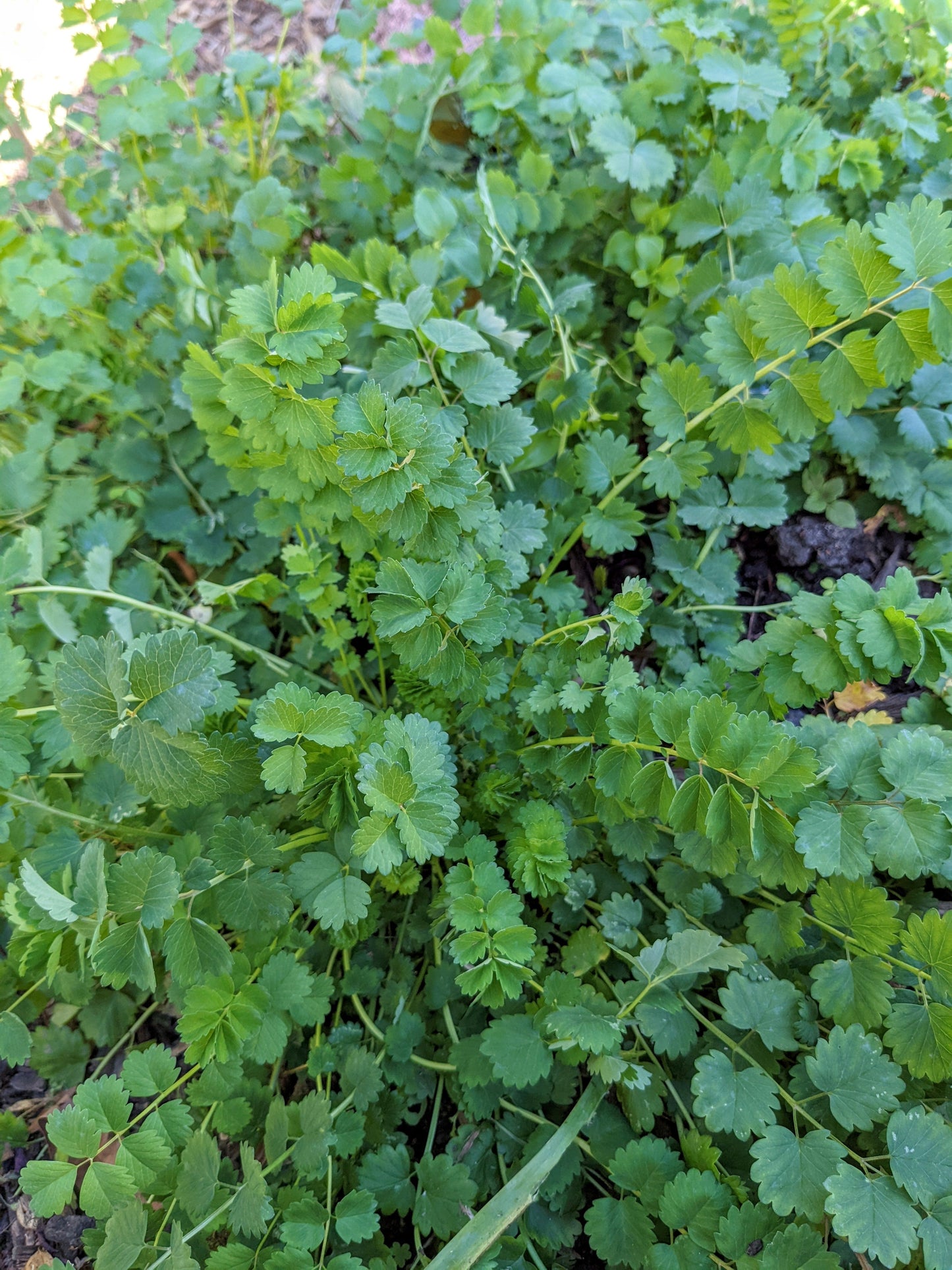 Salad Burnet