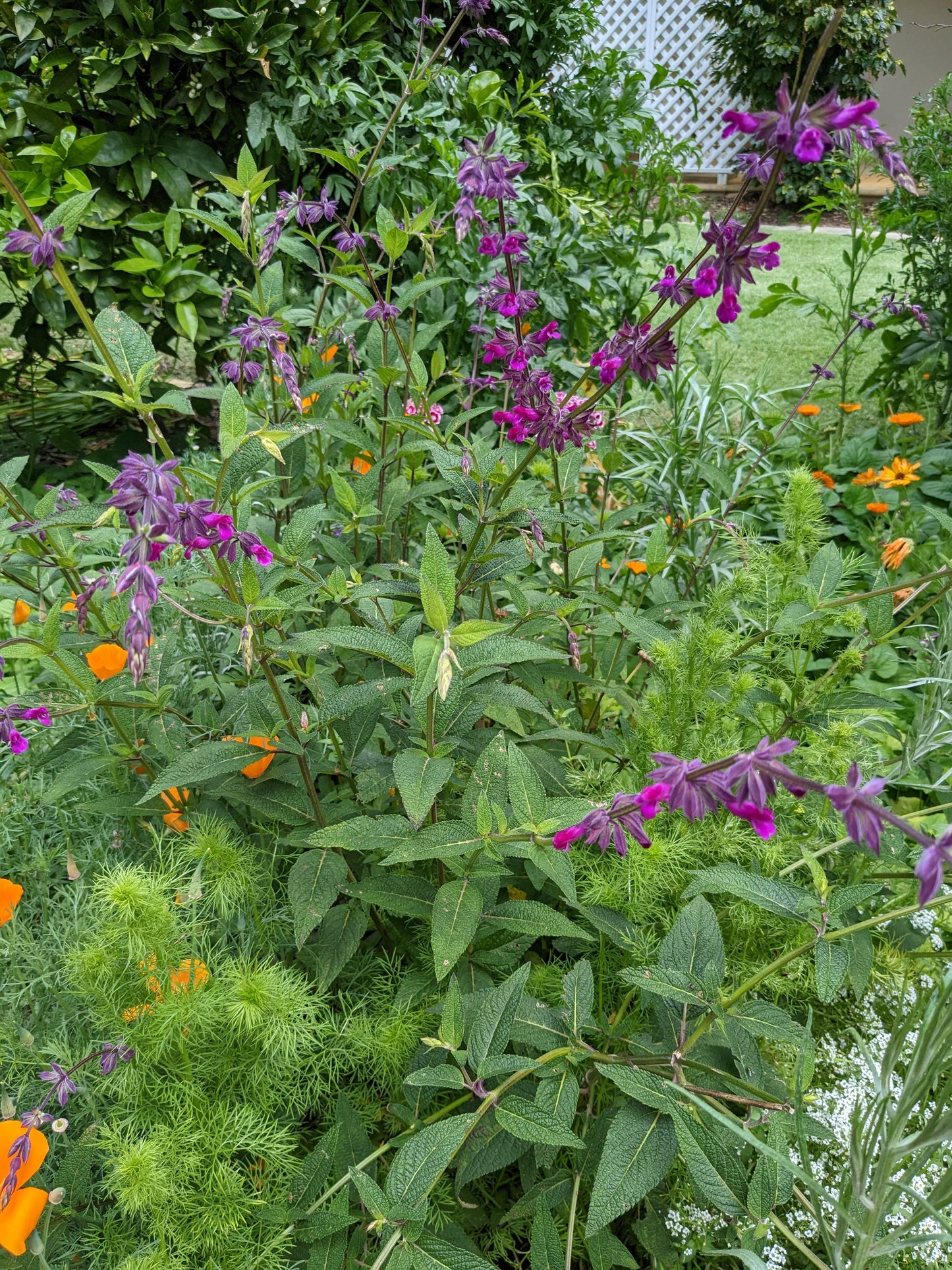 Salvia 'Magenta Magic'