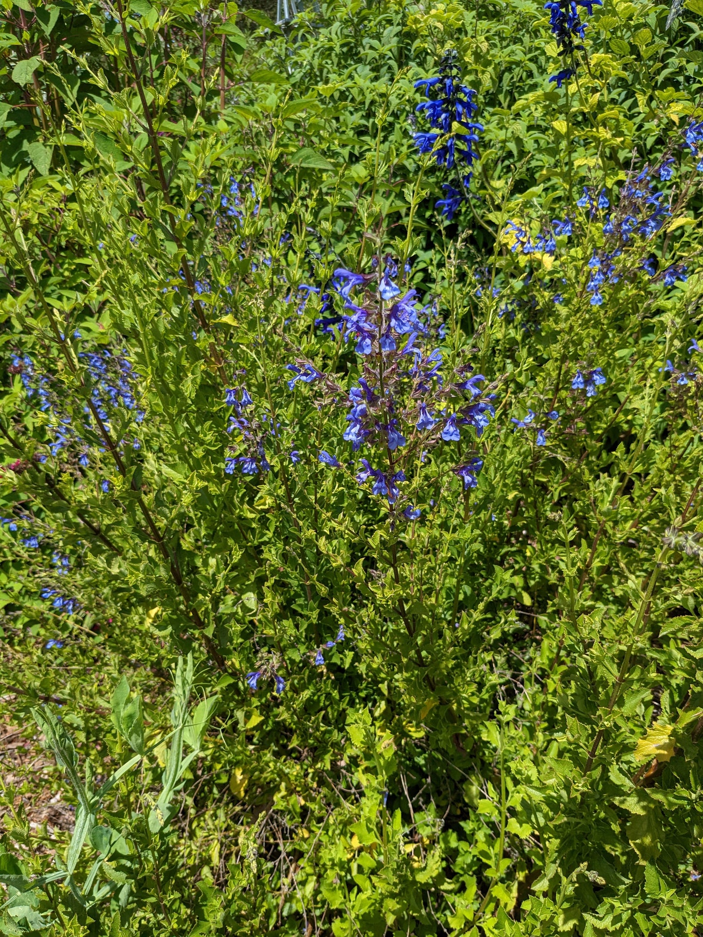Salvia 'African Sky'