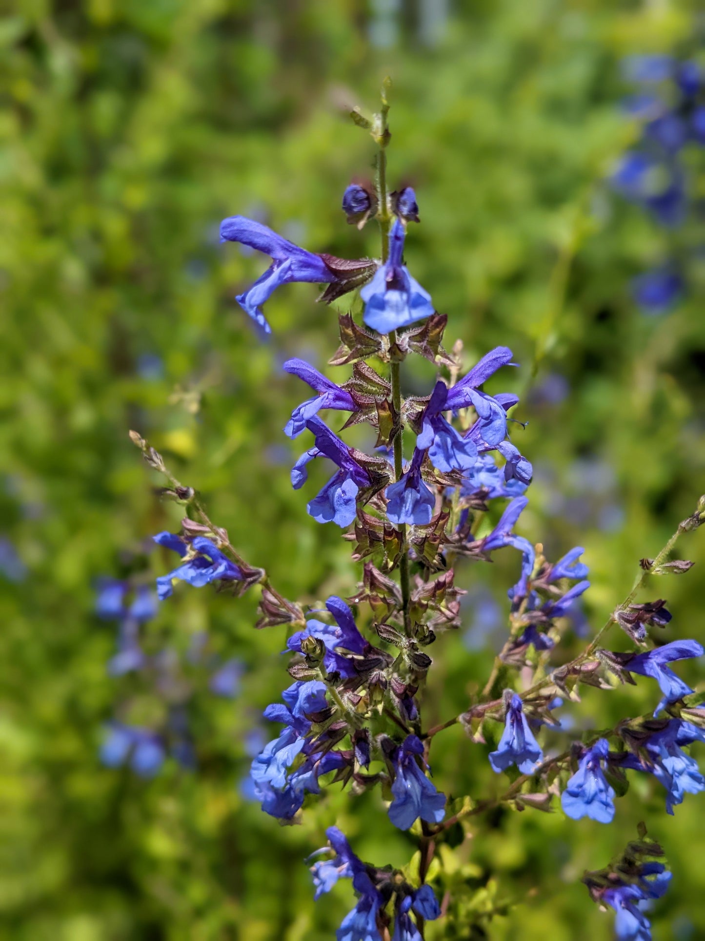 Salvia 'African Sky'