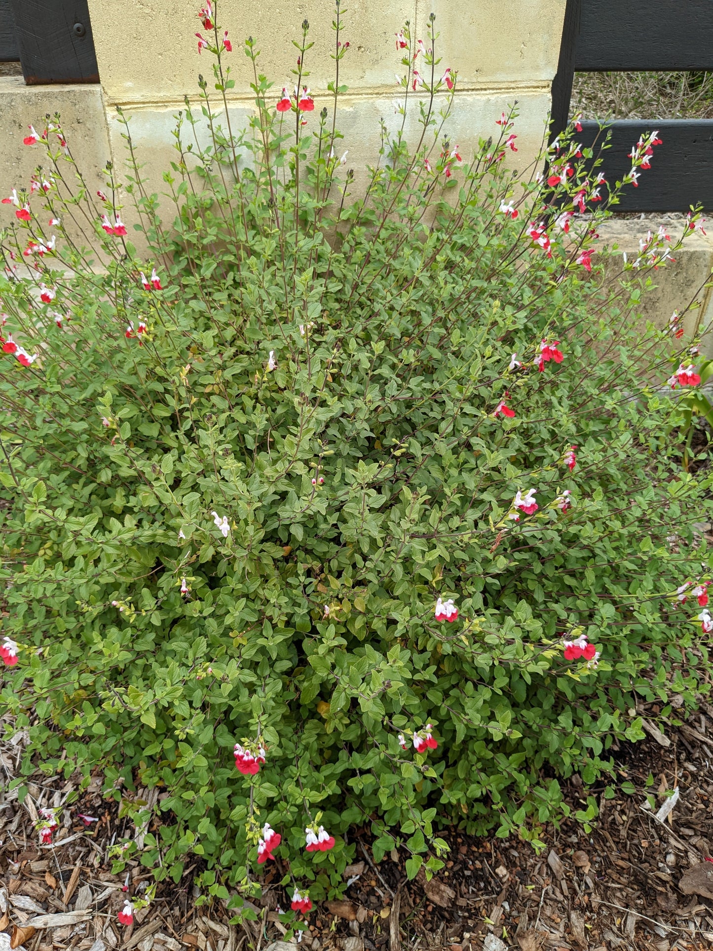 Salvia microphylla 'Hot Lips'
