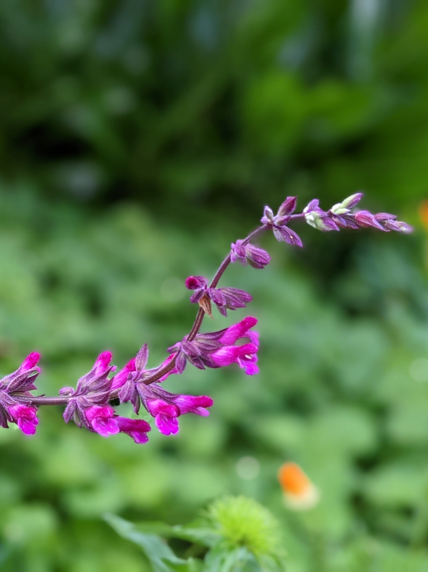 Salvia 'Magenta Magic'