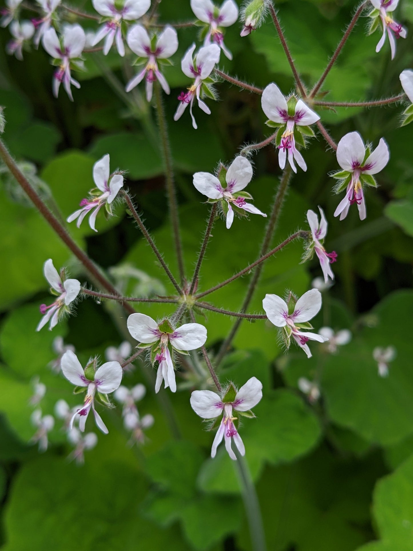 Scented Geranium Peppermint Flowers