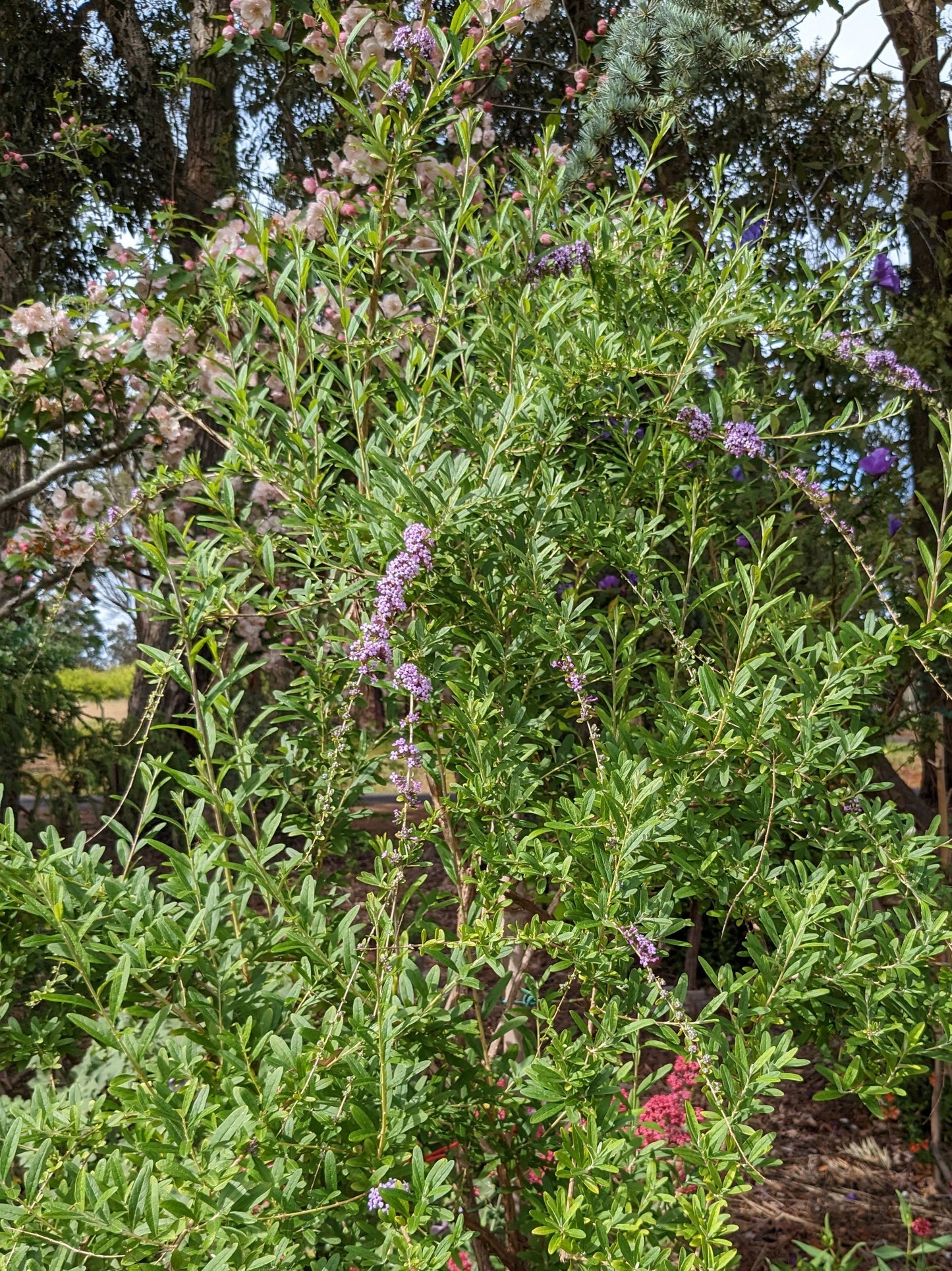 Buddleja alternifolia