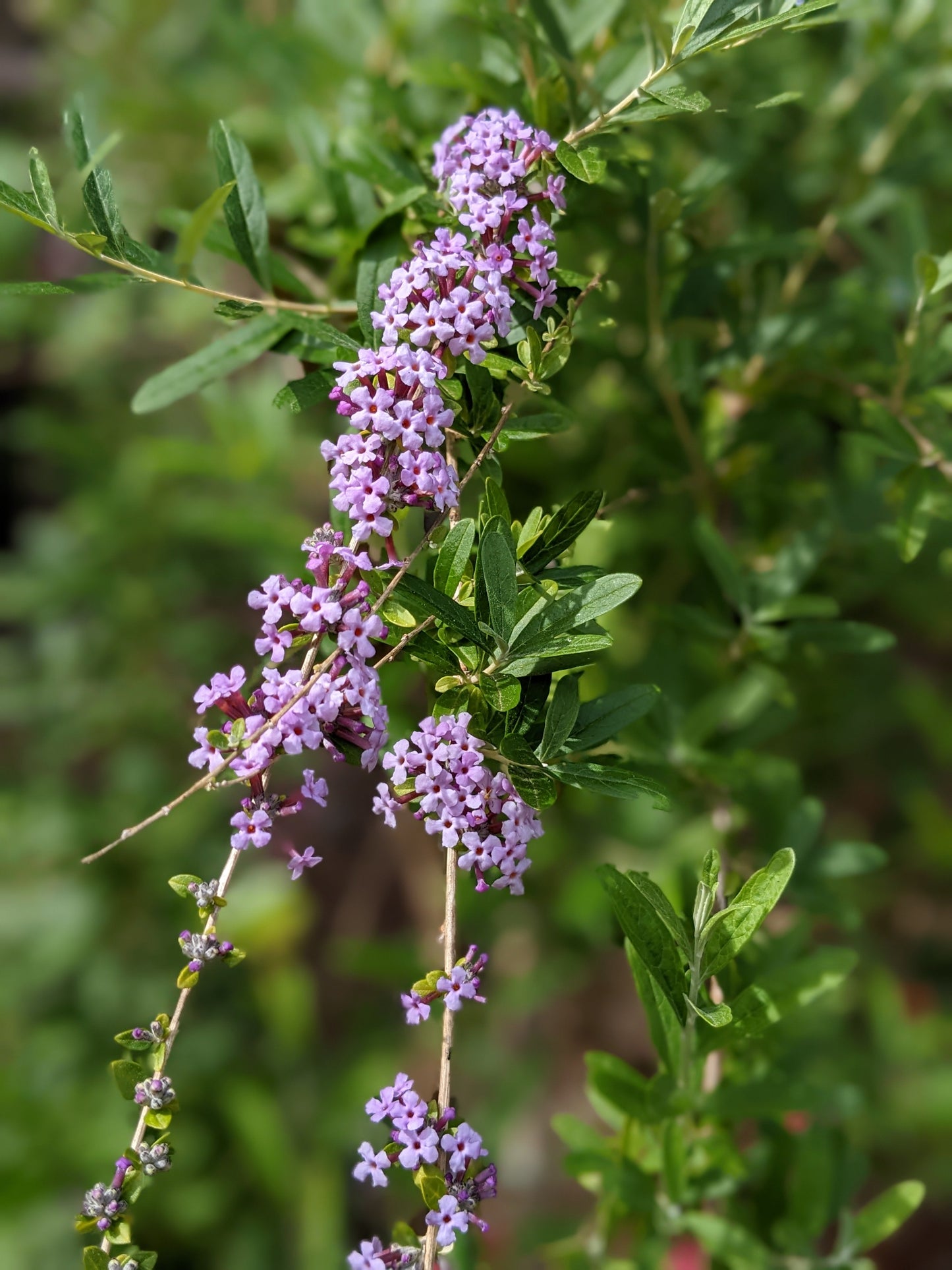 Buddleja alternifolia