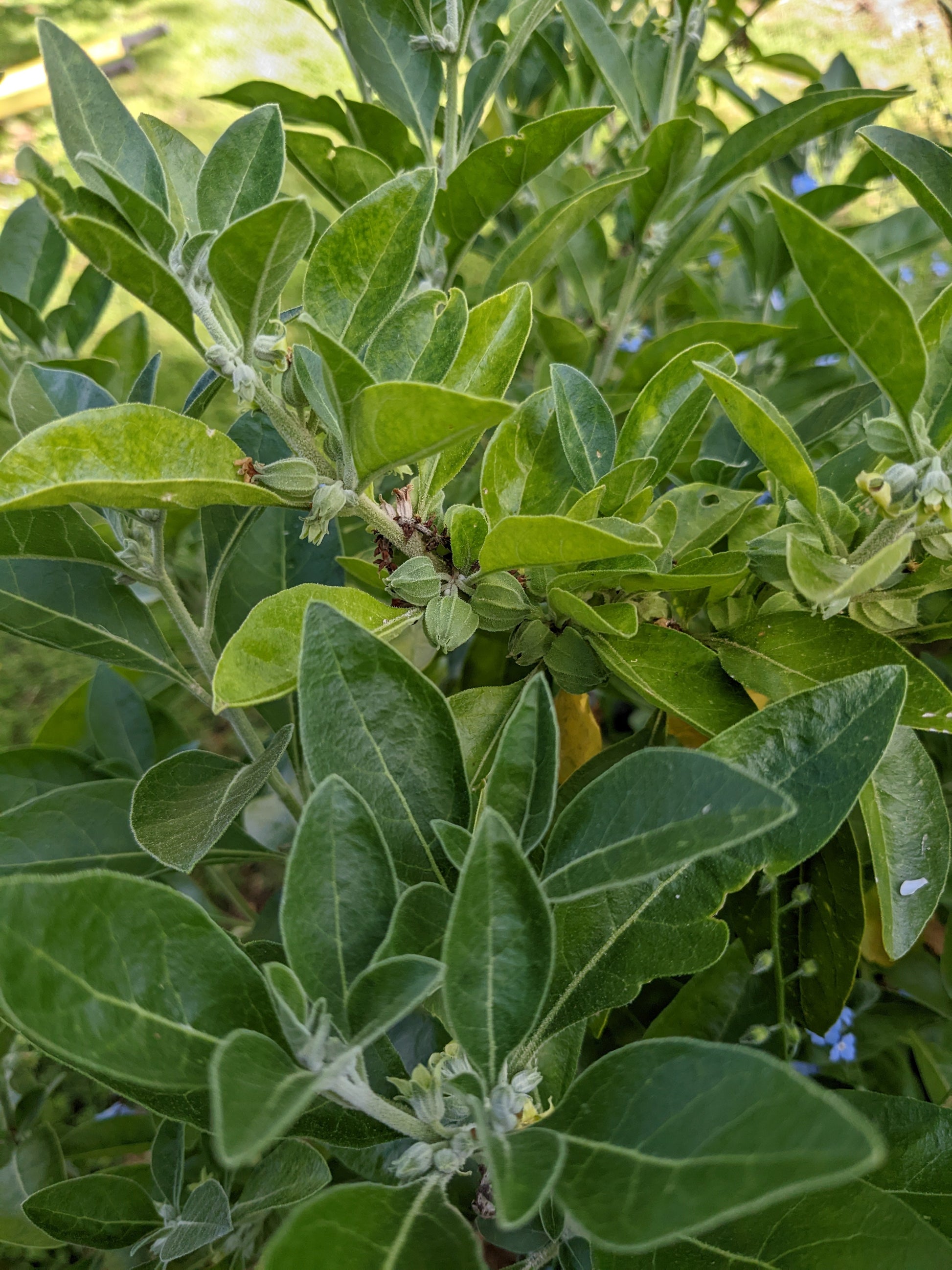 aswagandha plant