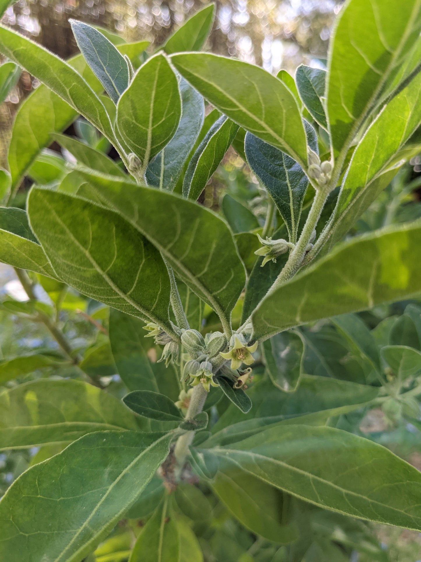 Ashwagandha/Indian Ginseng