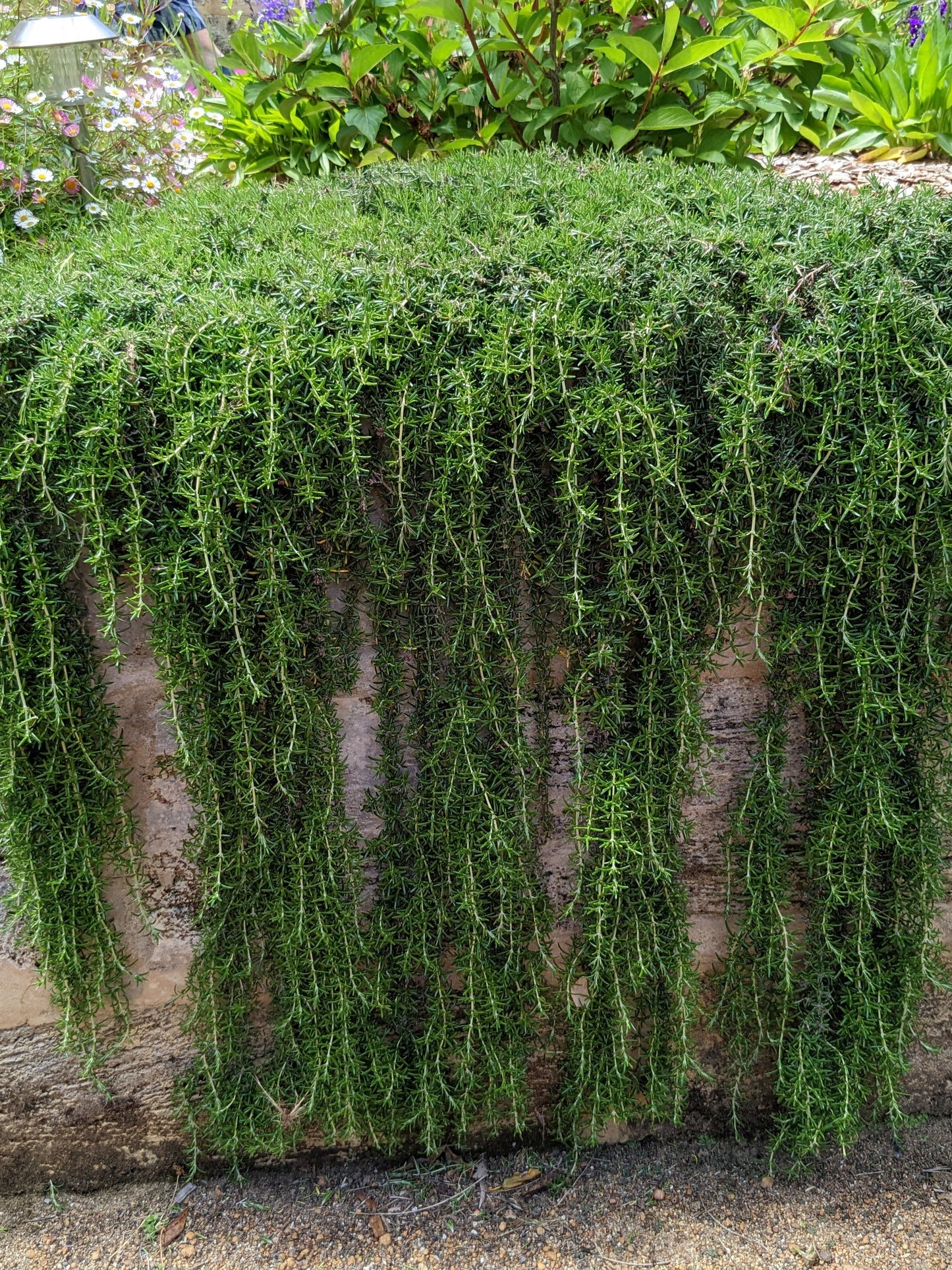 Rosemary - Prostrate Rosemary