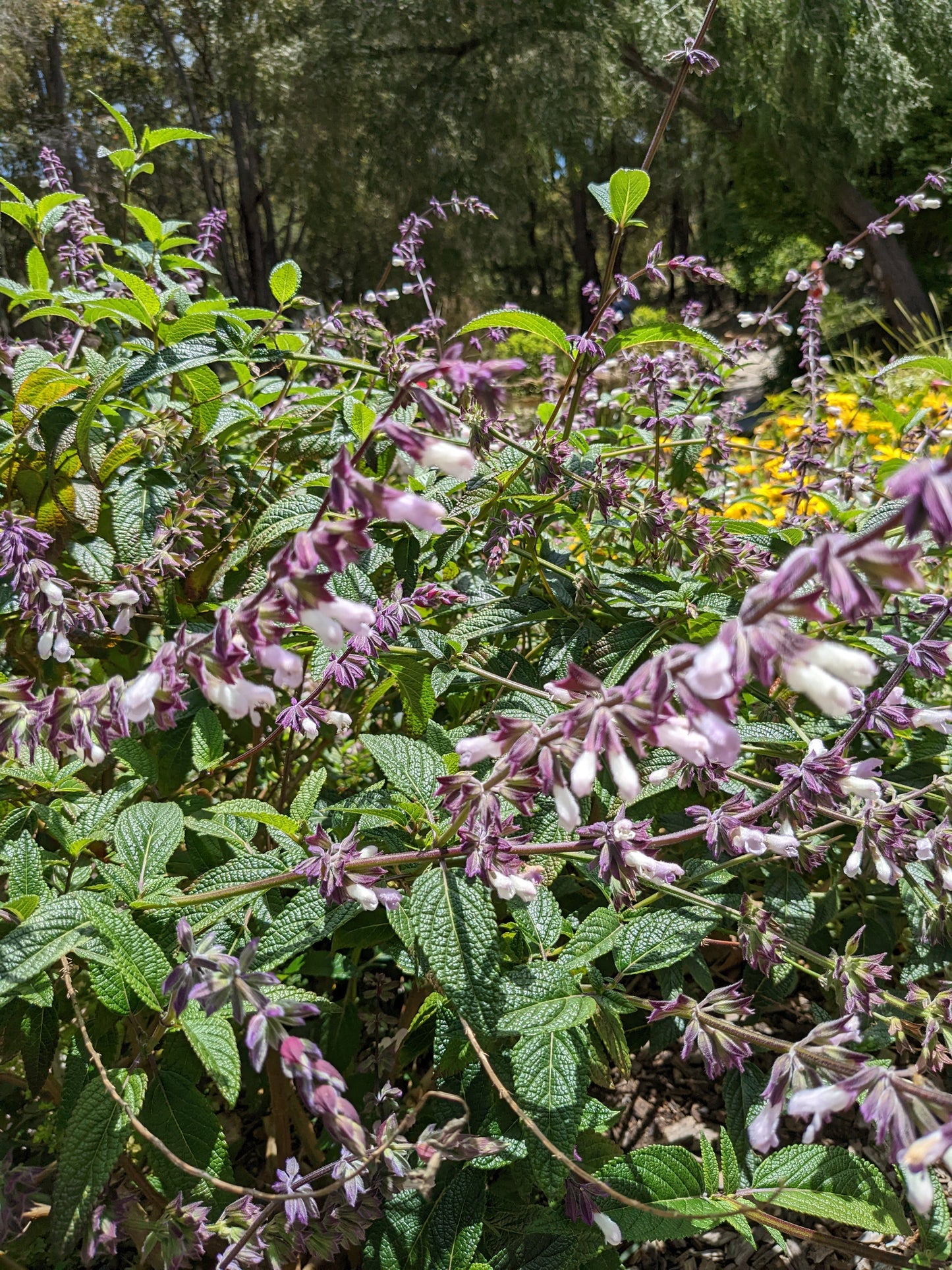 Salvia waverley