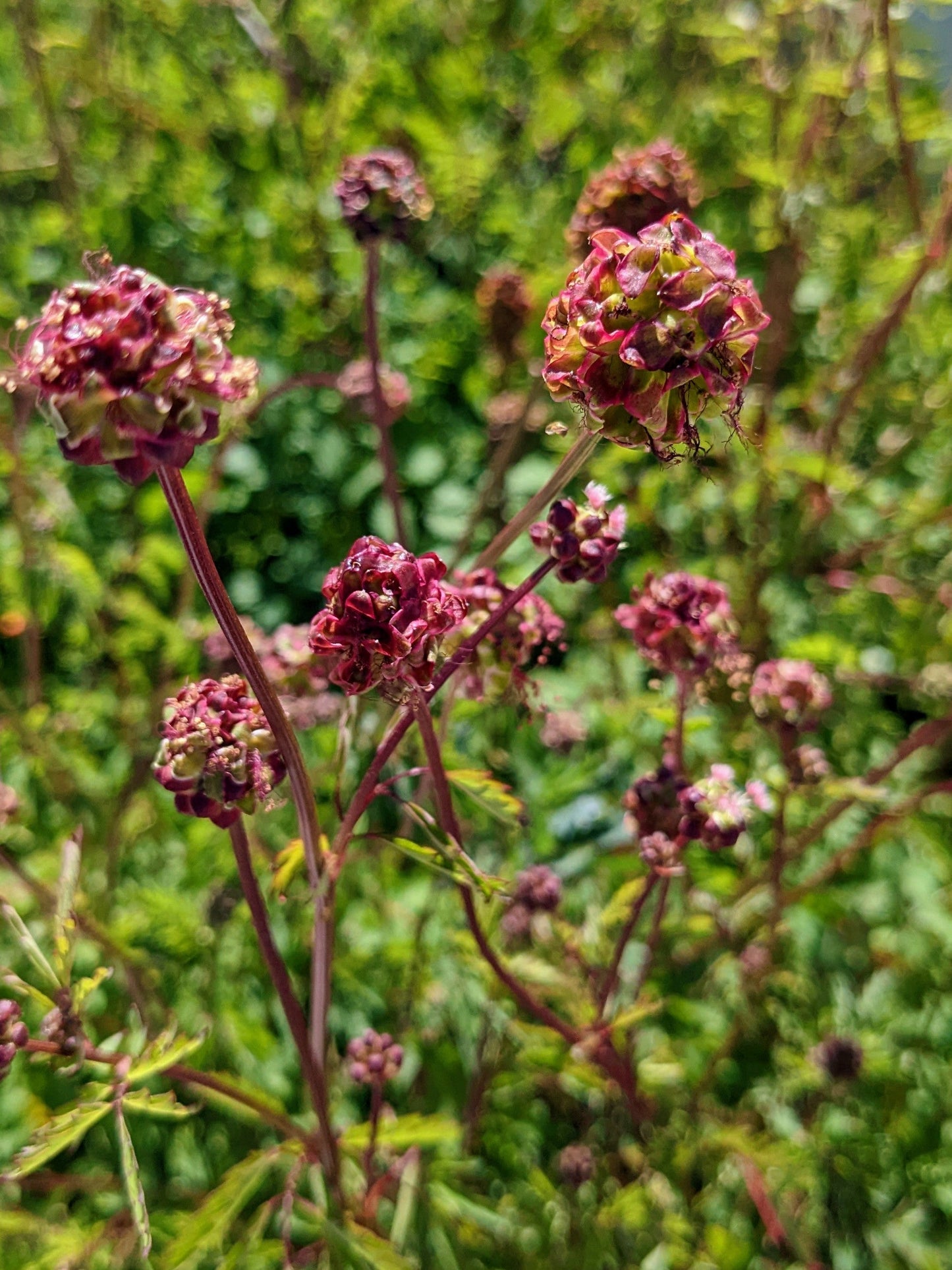 Salad Burnet
