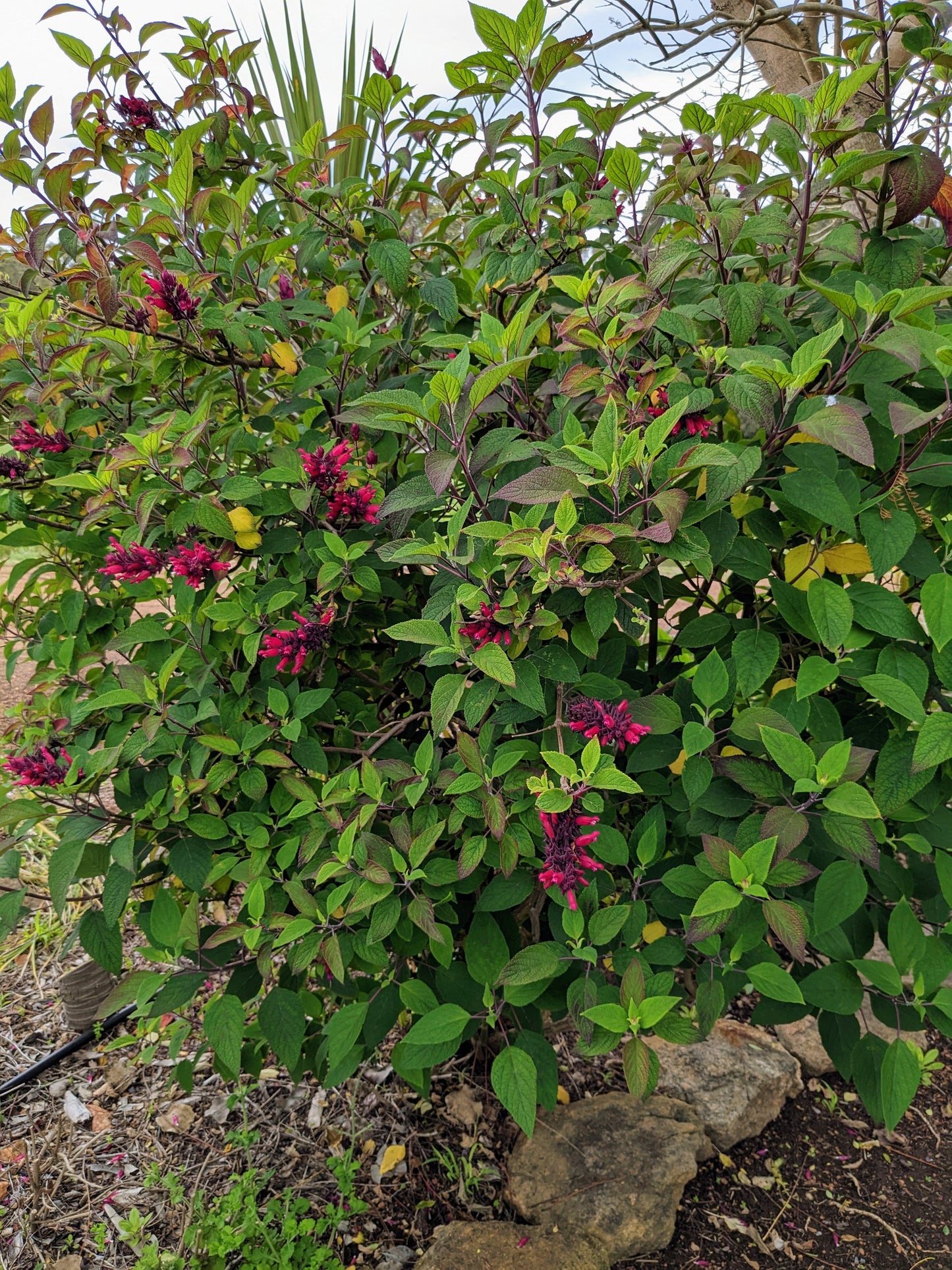 Salvia 'Timboon'