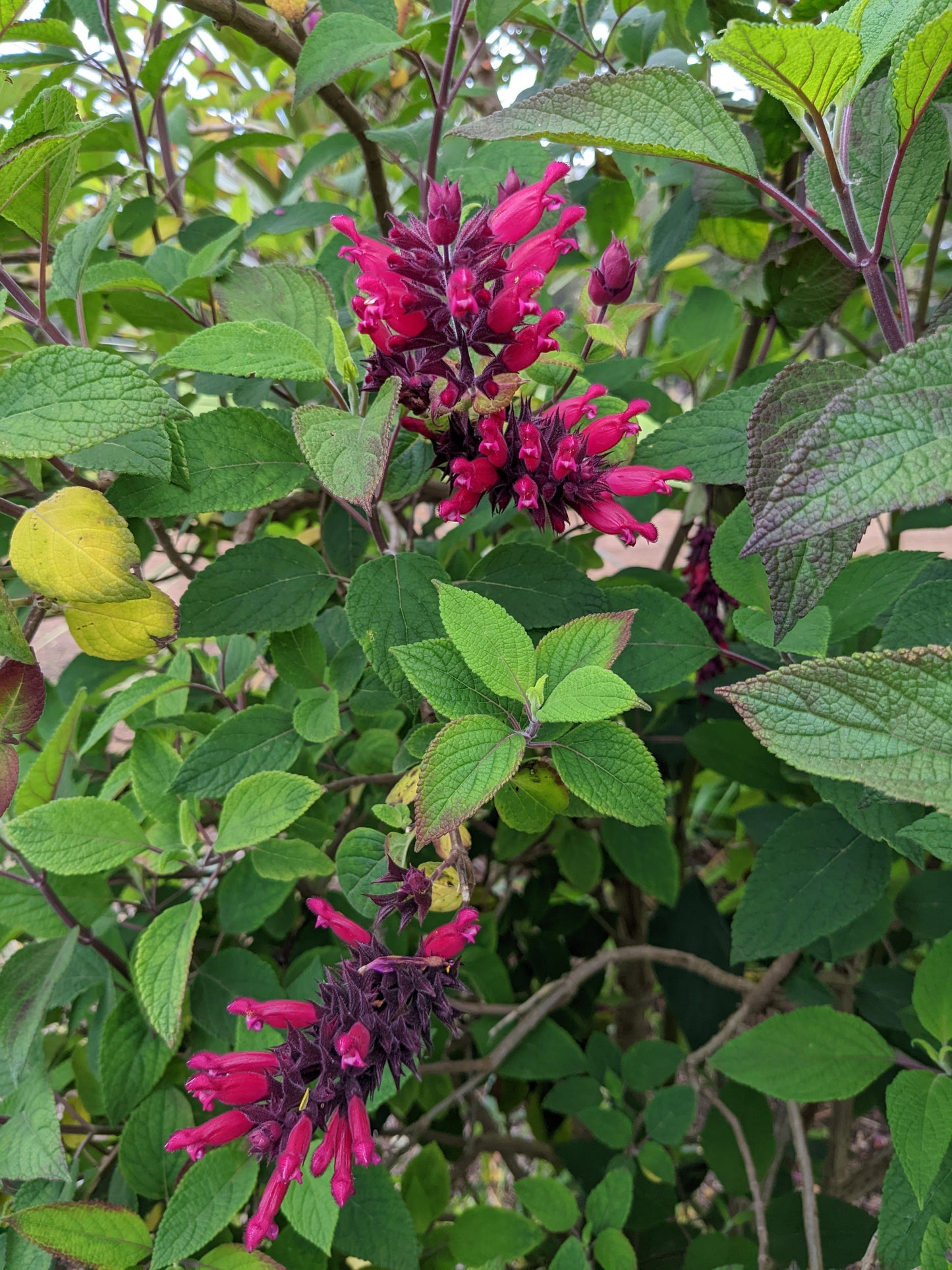 Salvia 'Timboon'