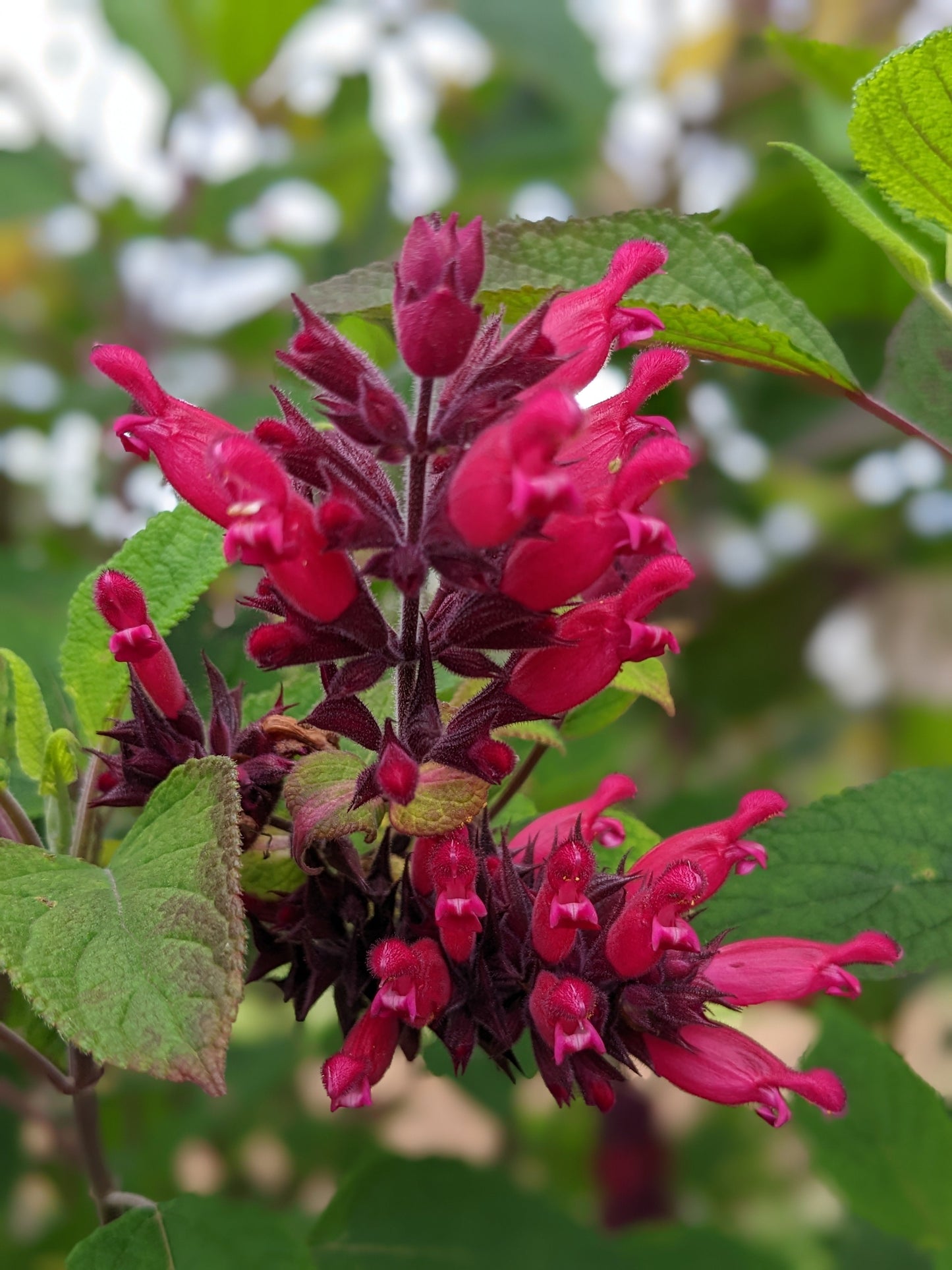 Salvia 'Timboon'