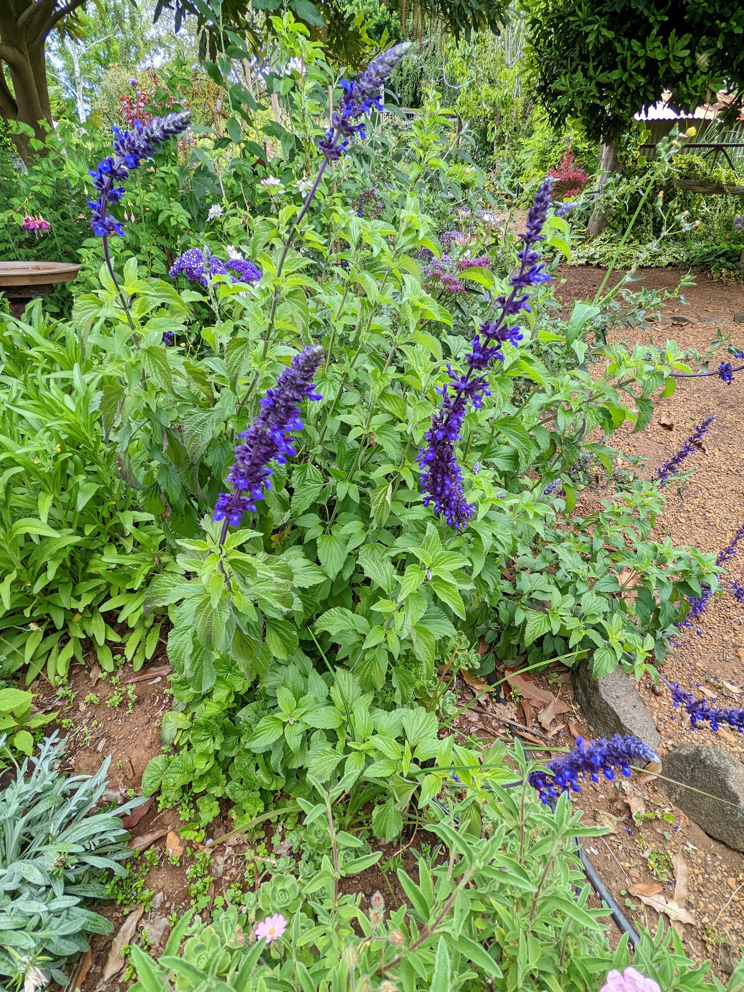 Salvia 'Indigo Spires'
