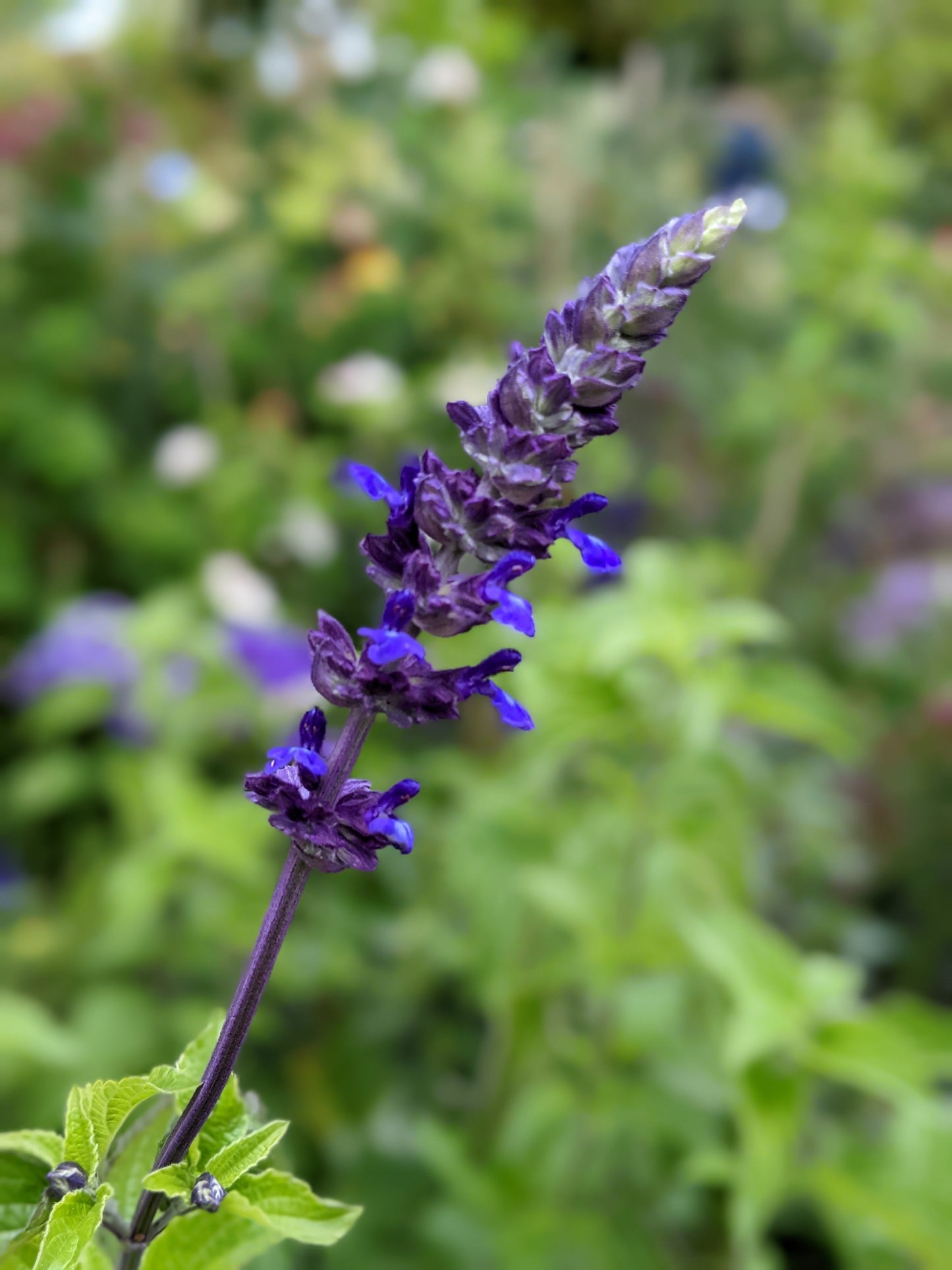 Salvia 'Indigo Spires'