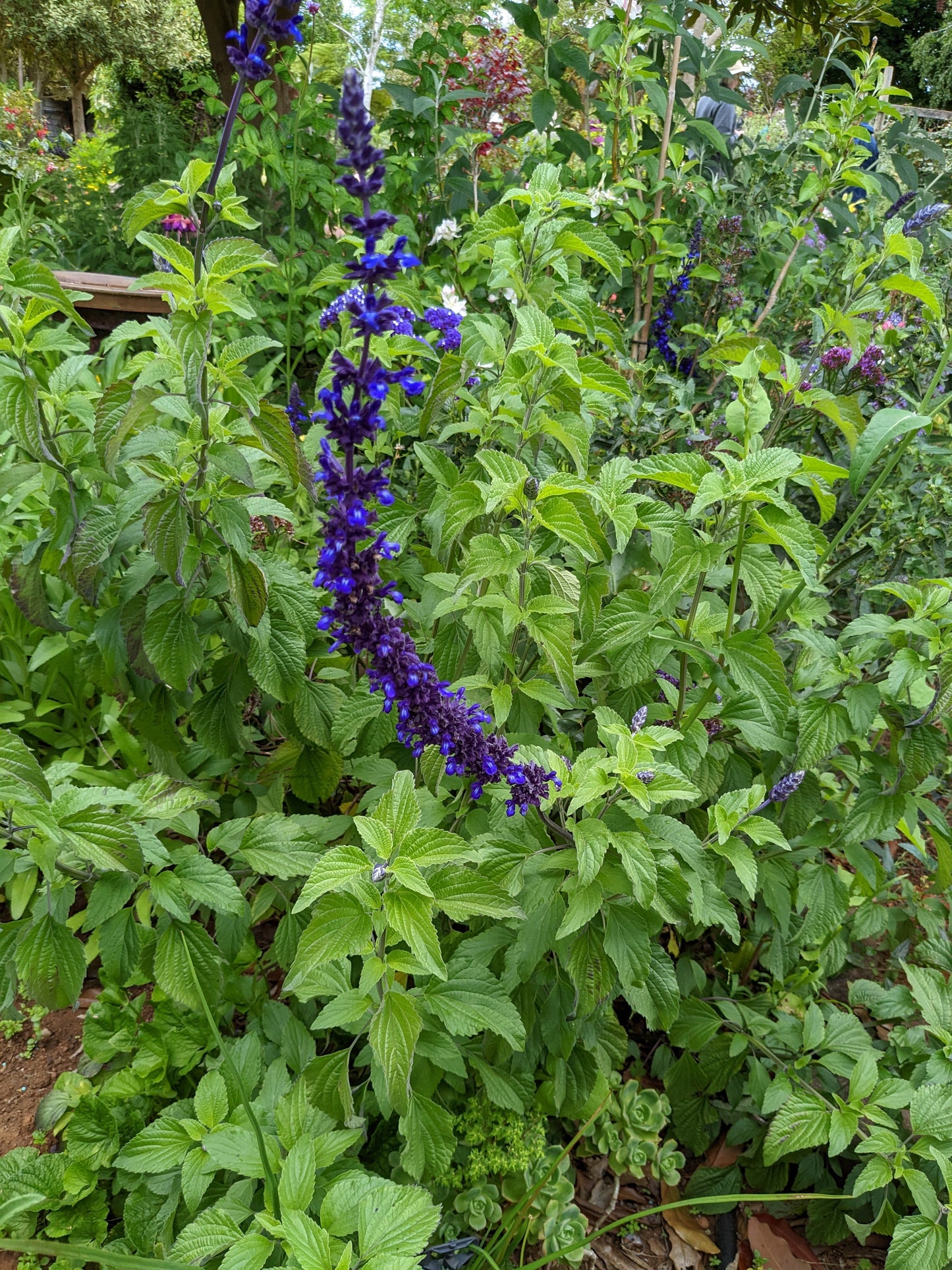 Salvia 'Indigo Spires'