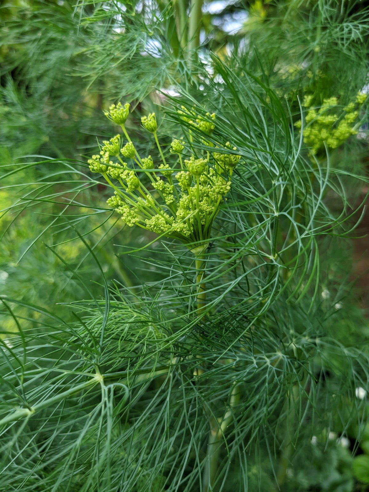 Dill herb