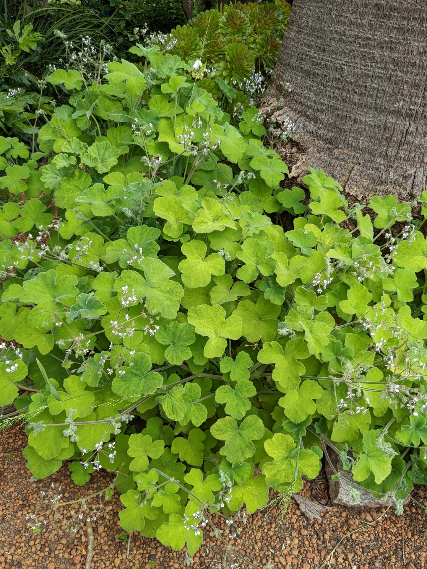 Scented Geranium Peppermint Herb Plant