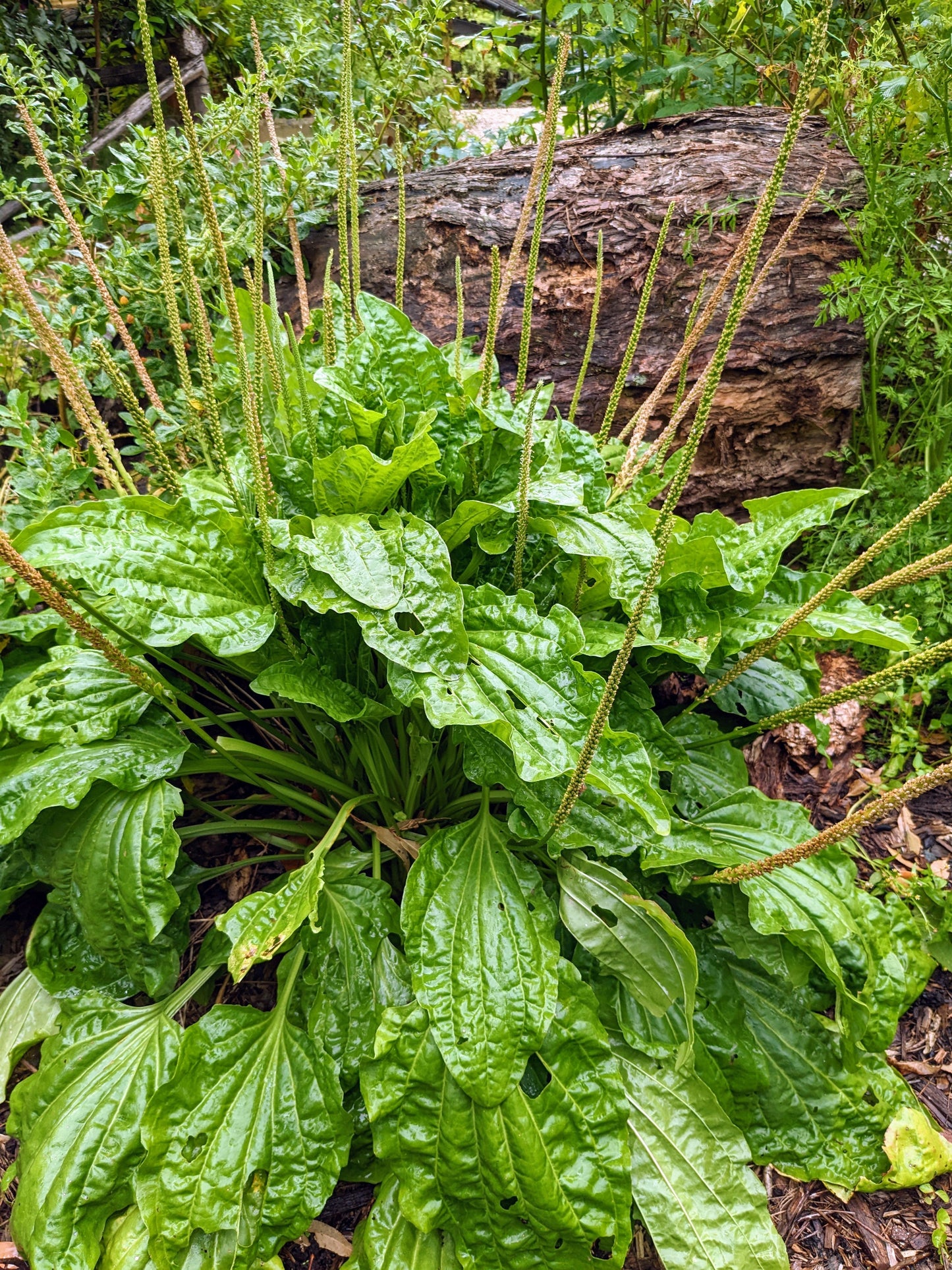 Plantain
