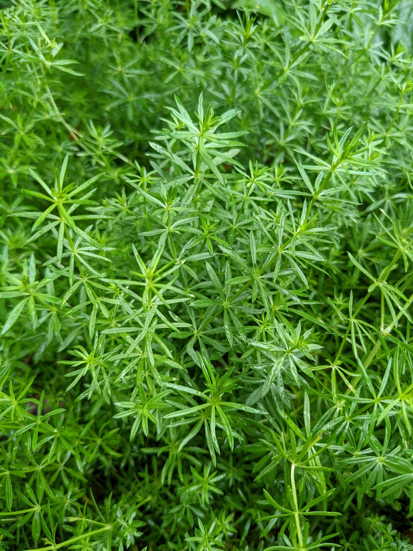 Ladies Bedstraw