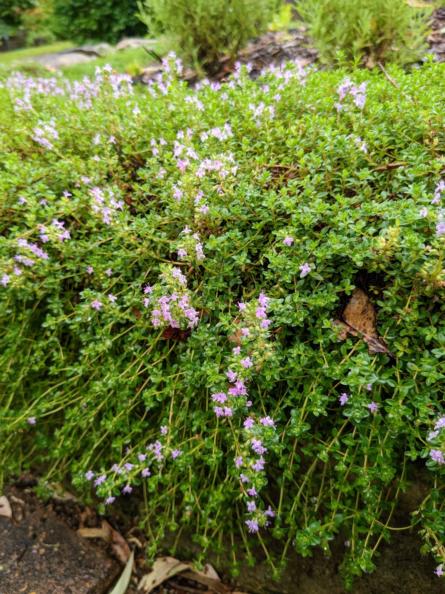 Thyme - Pink Matting Thyme
