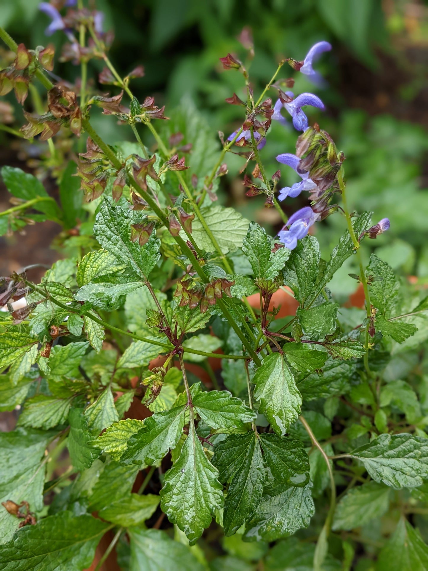 Salvia miltiorrhiza 'Red Rooted Sage'