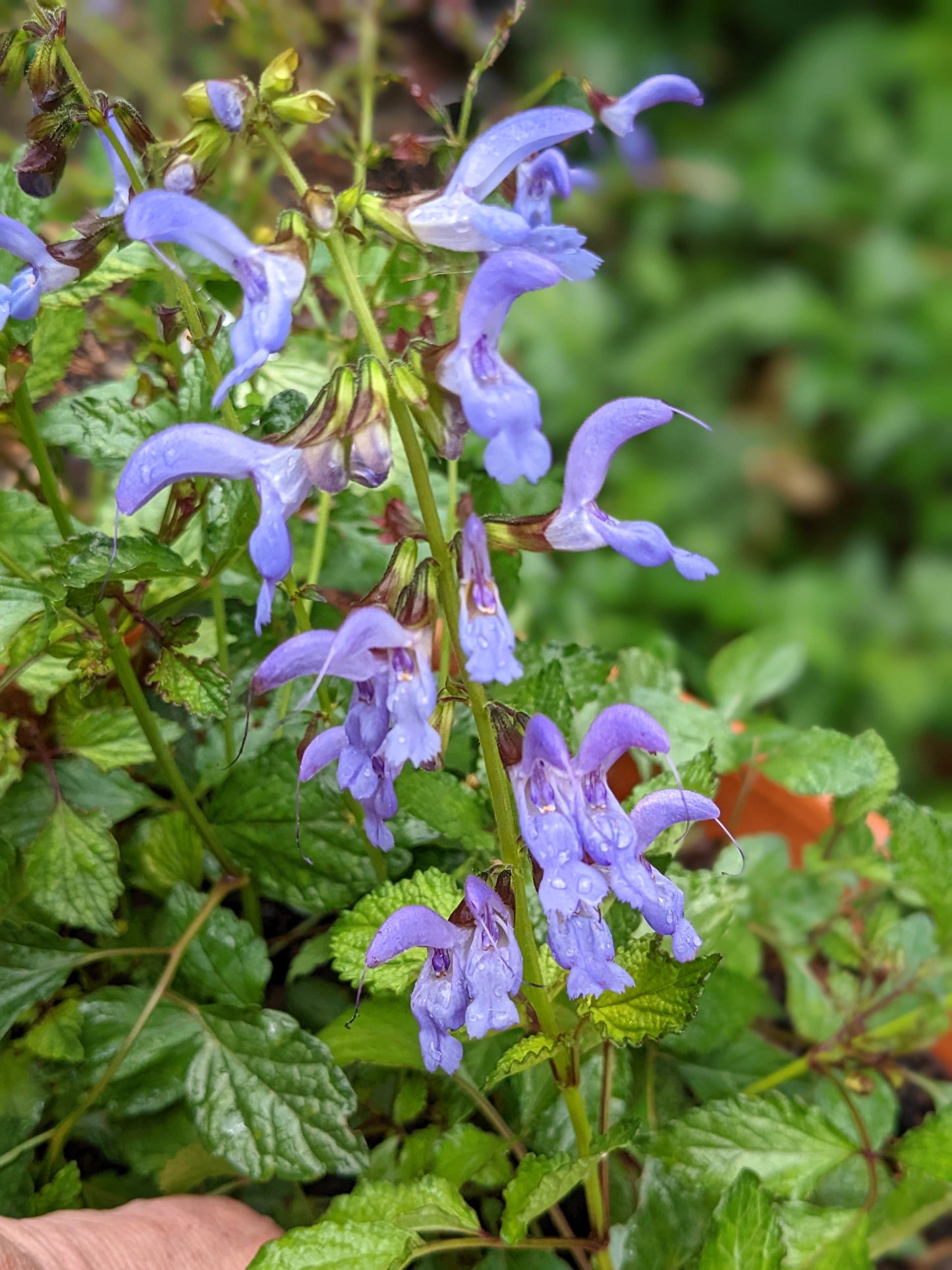 Salvia miltiorrhiza 'Red Rooted Sage'