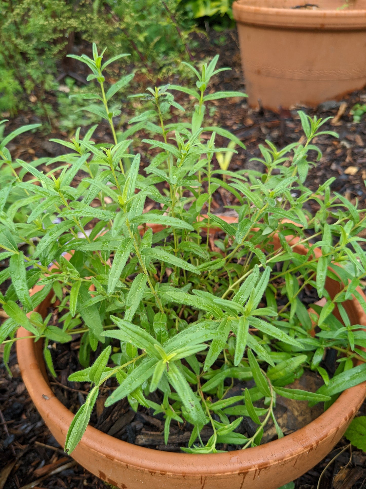 Baikal Skullcap