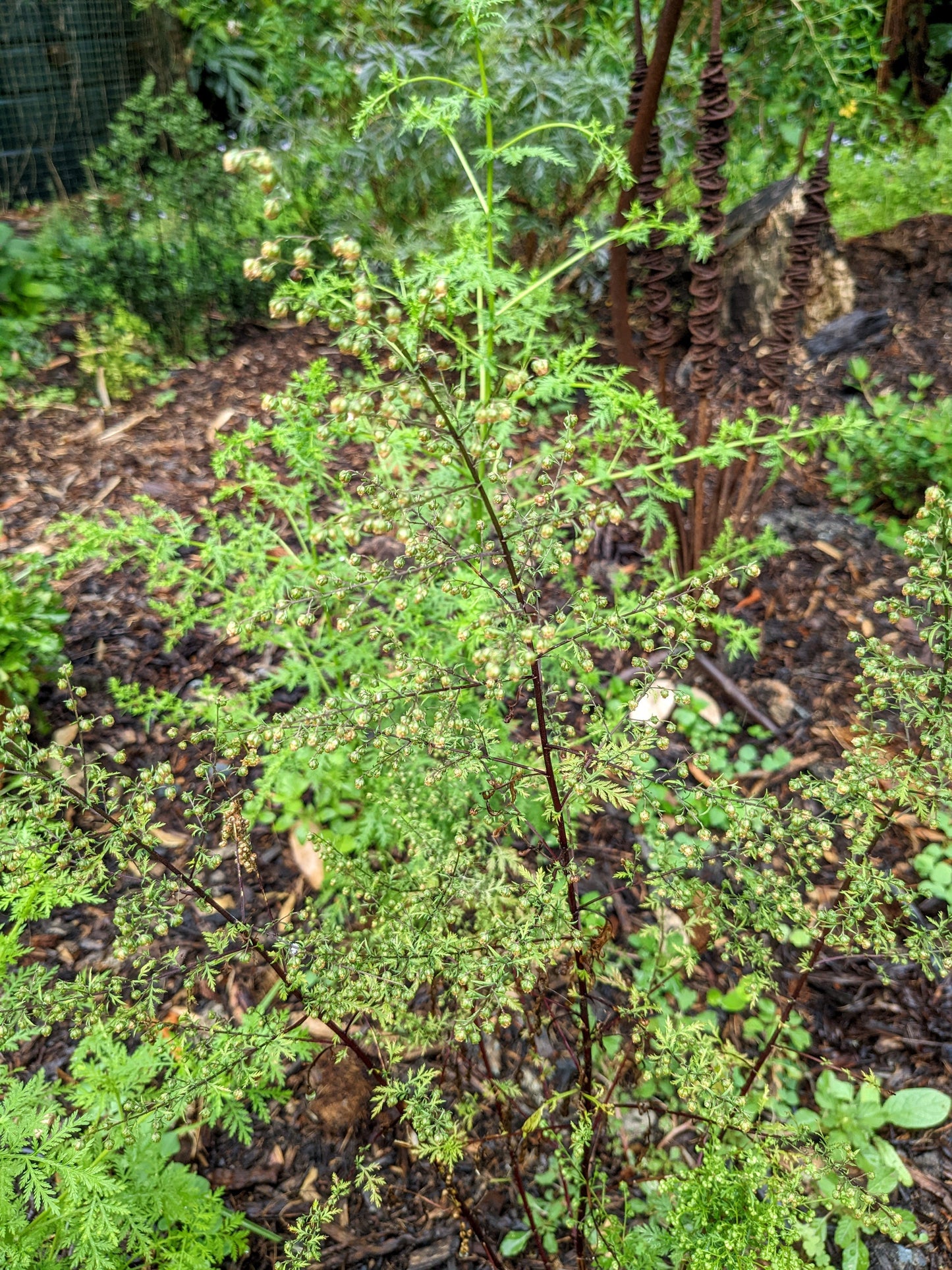Sweet Wormwood Plants