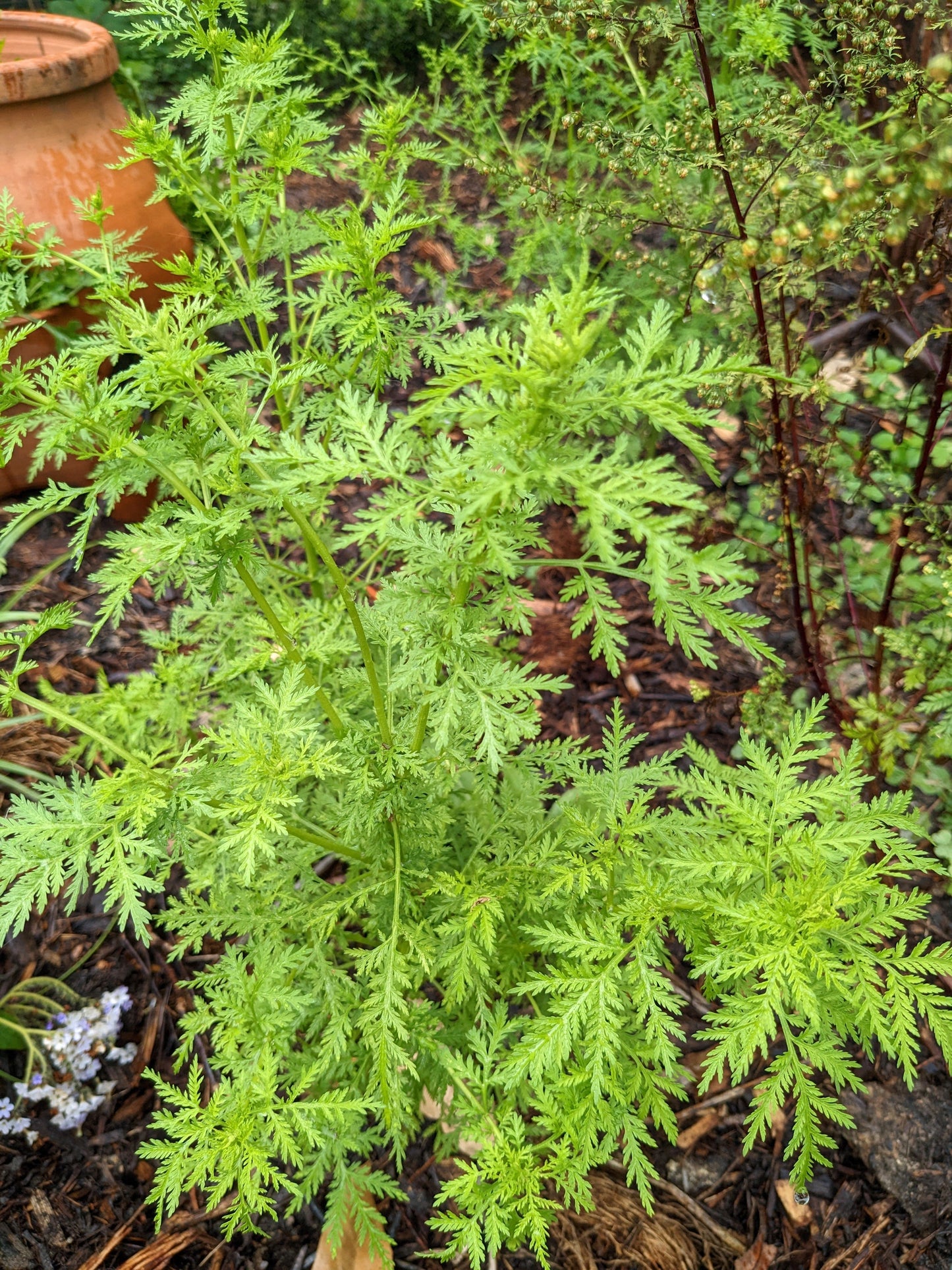 Sweet Wormwood Plant