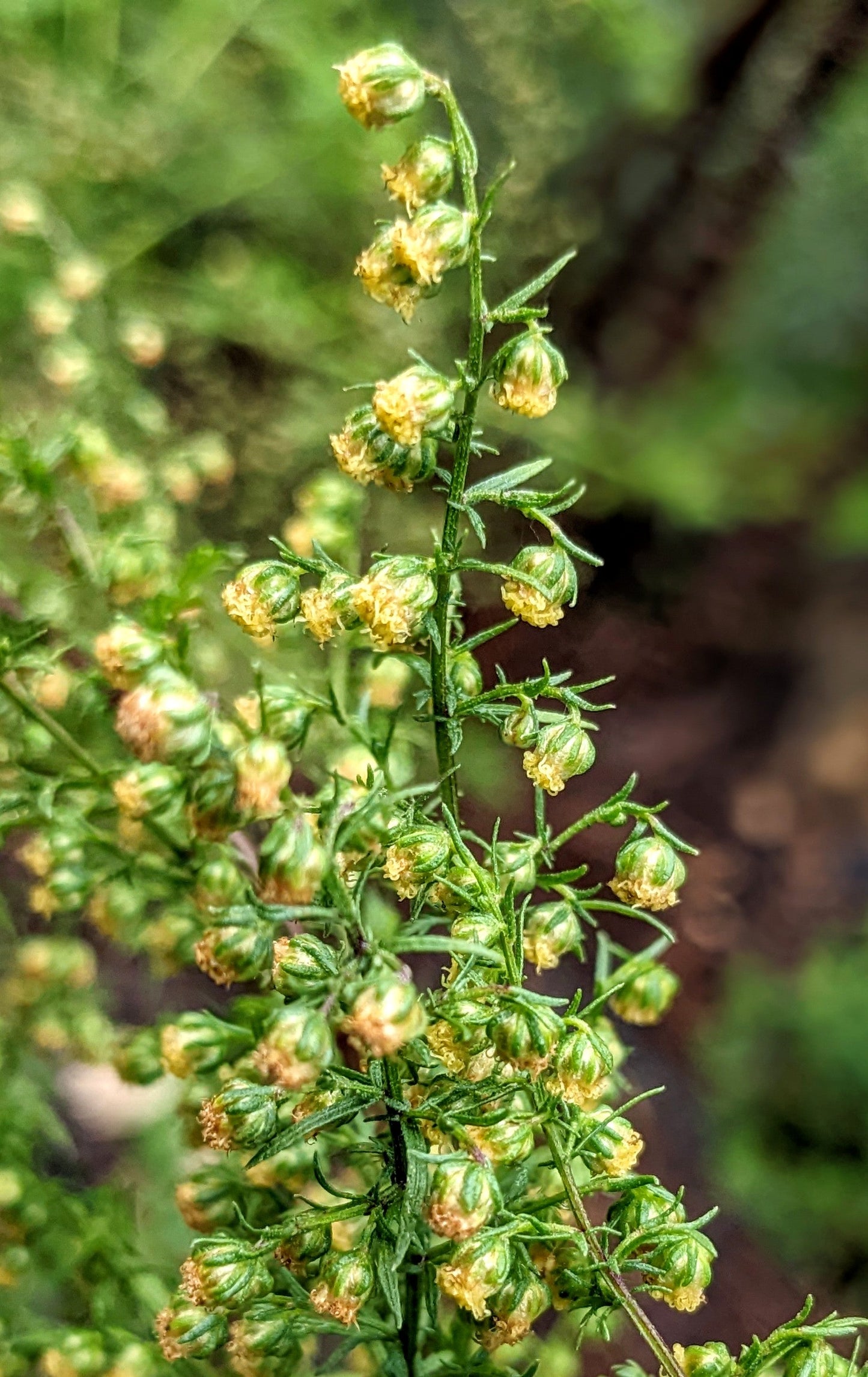 Sweet Wormwood Flowers