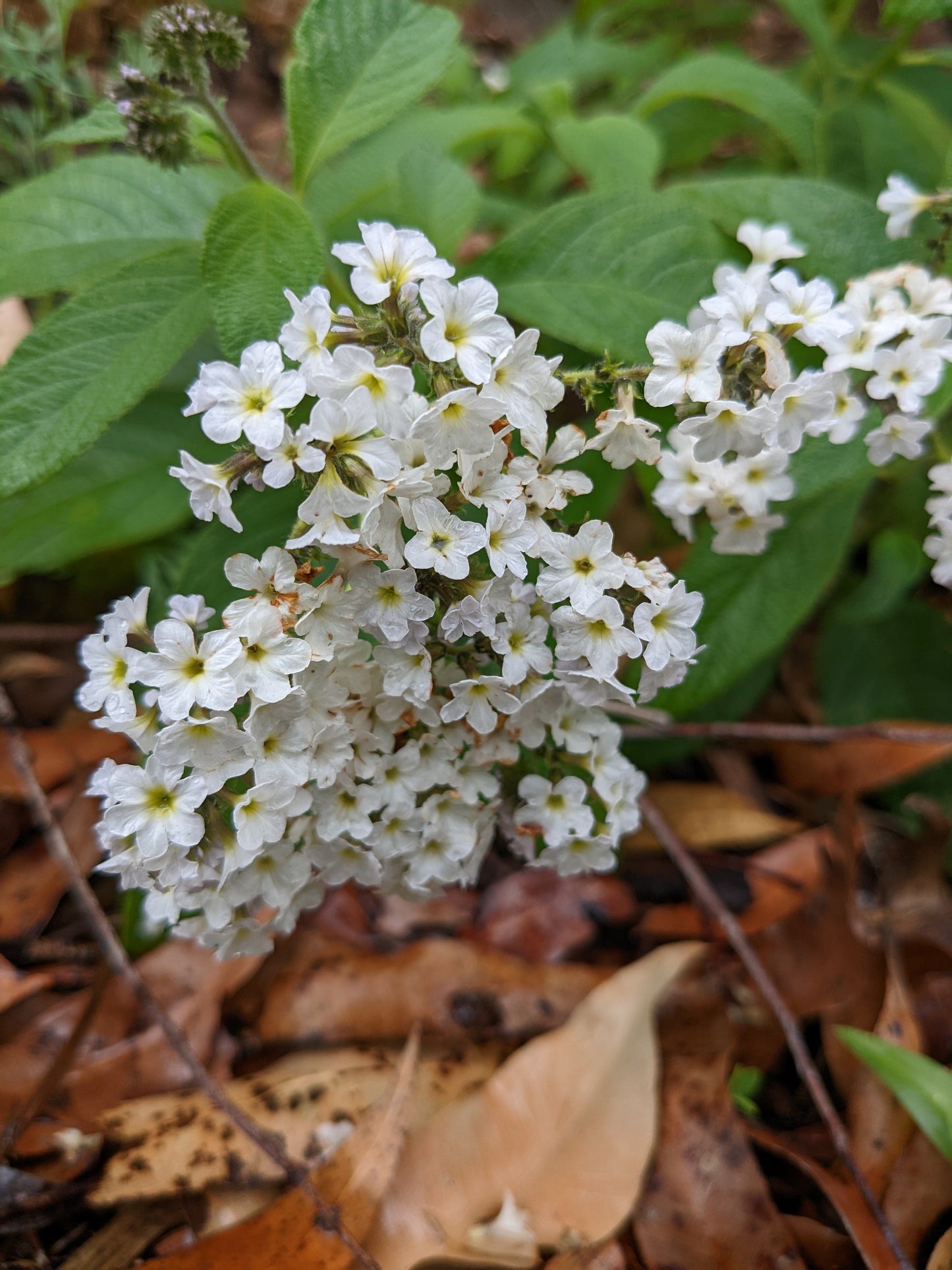 Heliotrope arborescens 'White'
