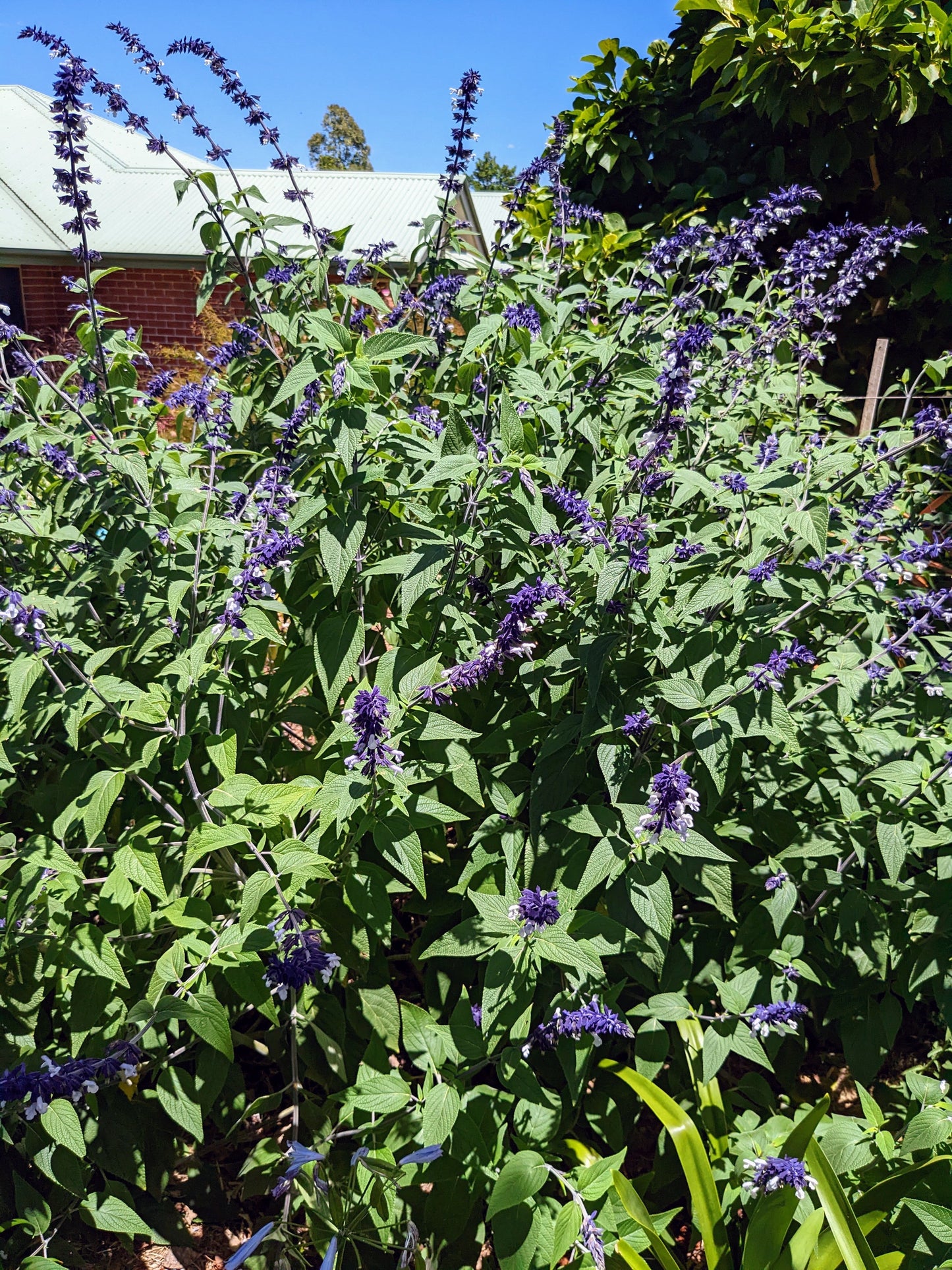 Salvia 'Phyllis Fancy'