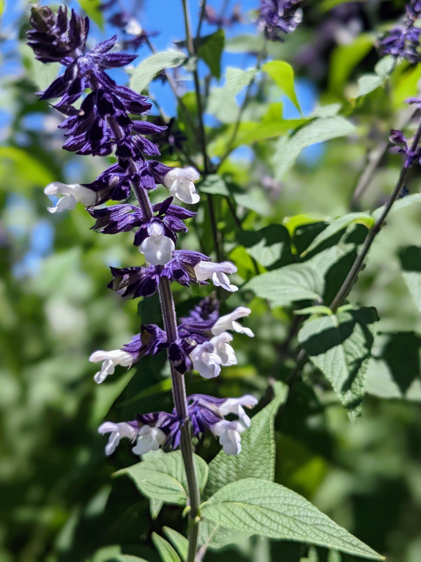 Salvia 'Phyllis Fancy'