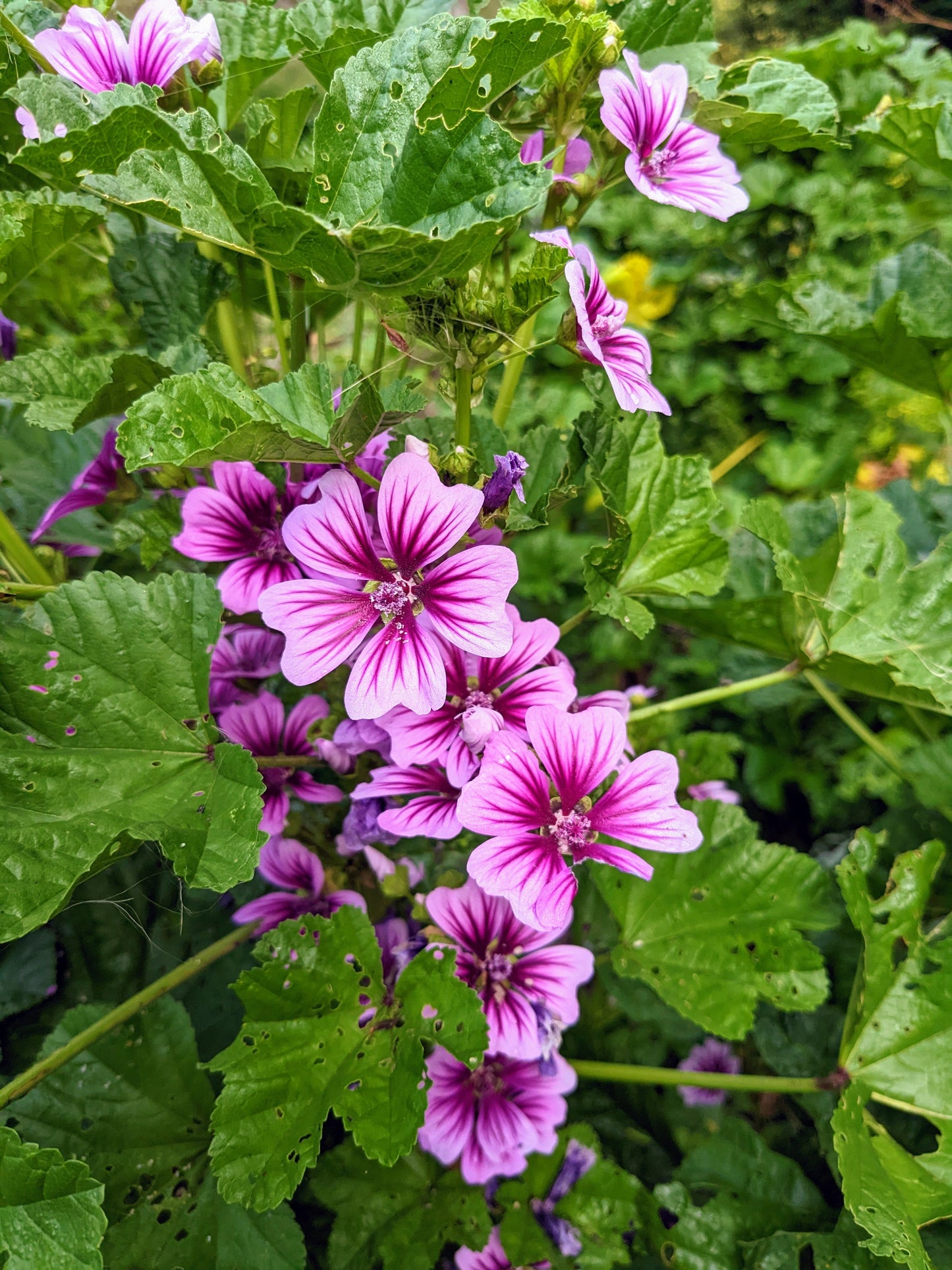 Mallow - Malva Sylvestris