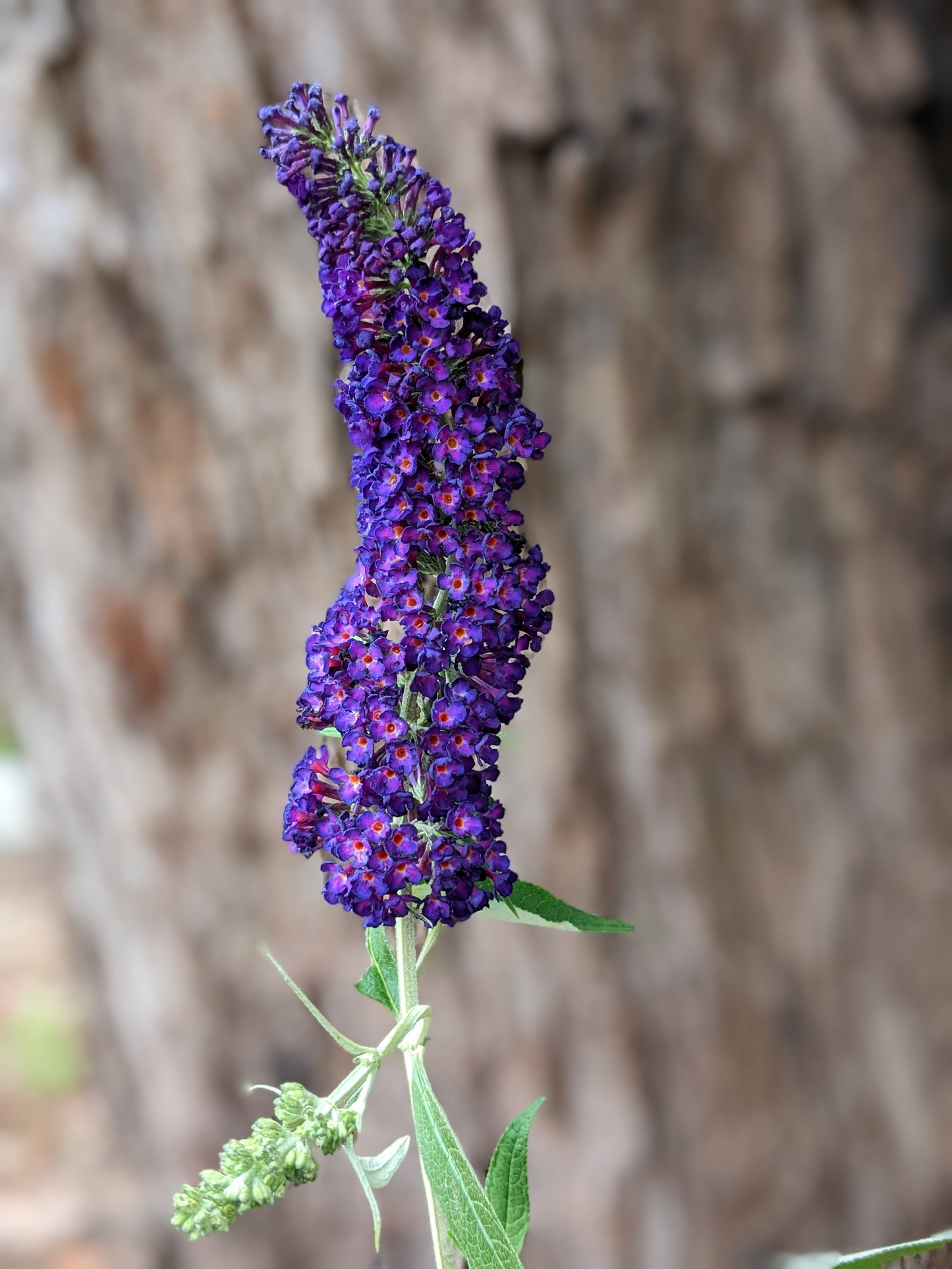 Buddleja 'Black Knight'