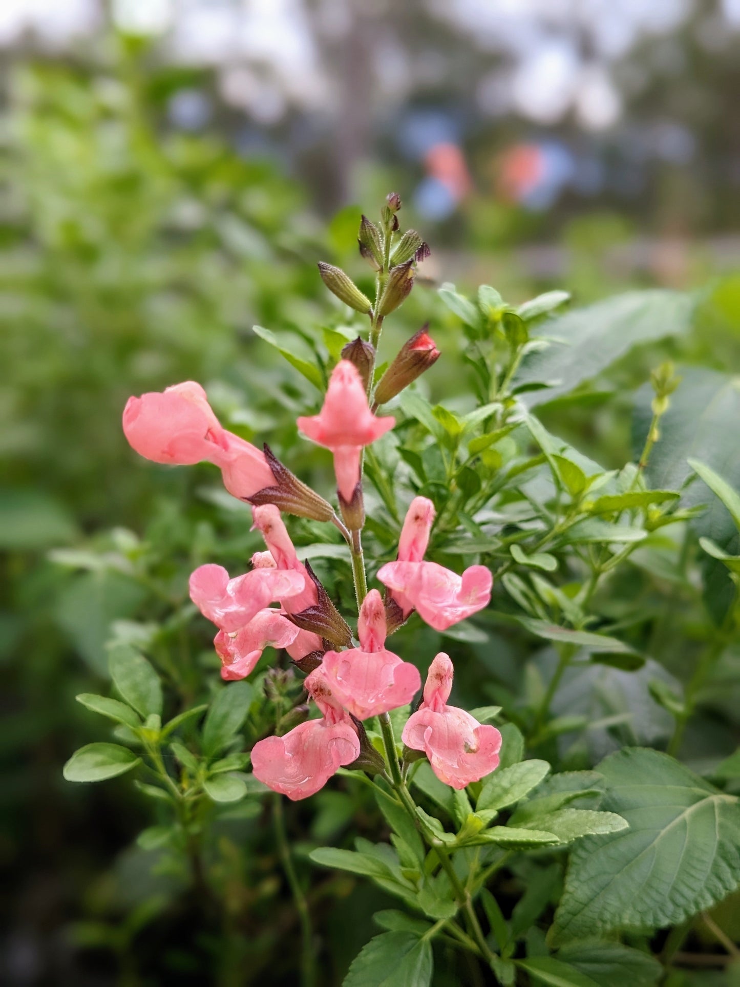 Salvia microphylla 'Ribambelle'