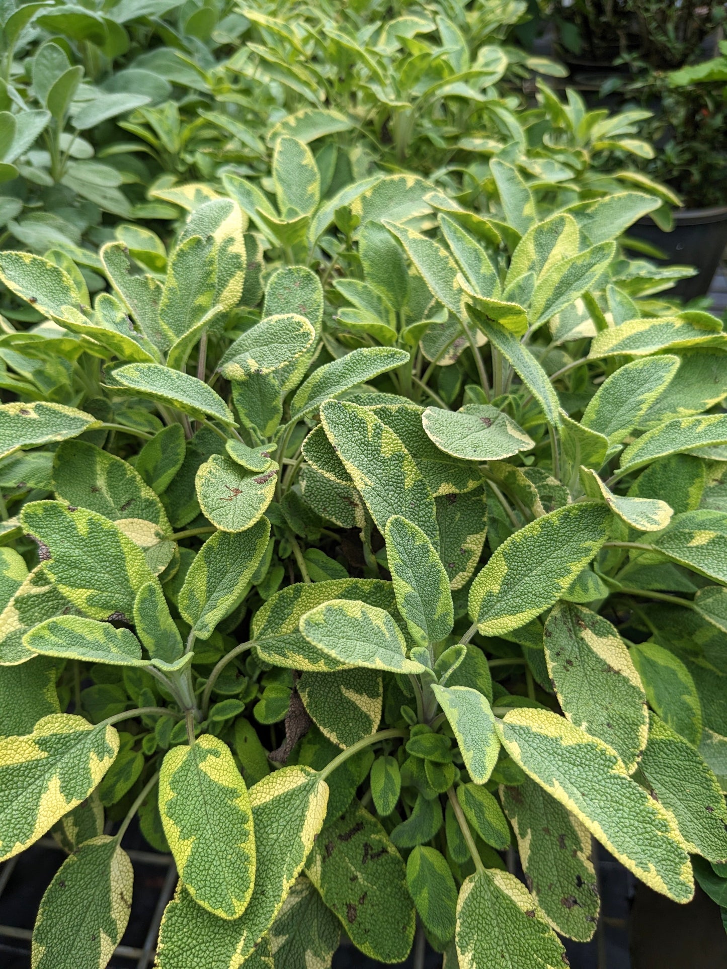 Salvia officinalis 'Icterina' 'Golden Sage'