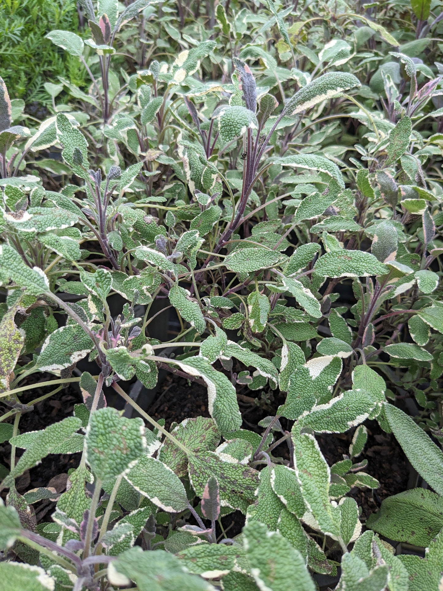 Salvia officinalis 'Tri-colour Sage'