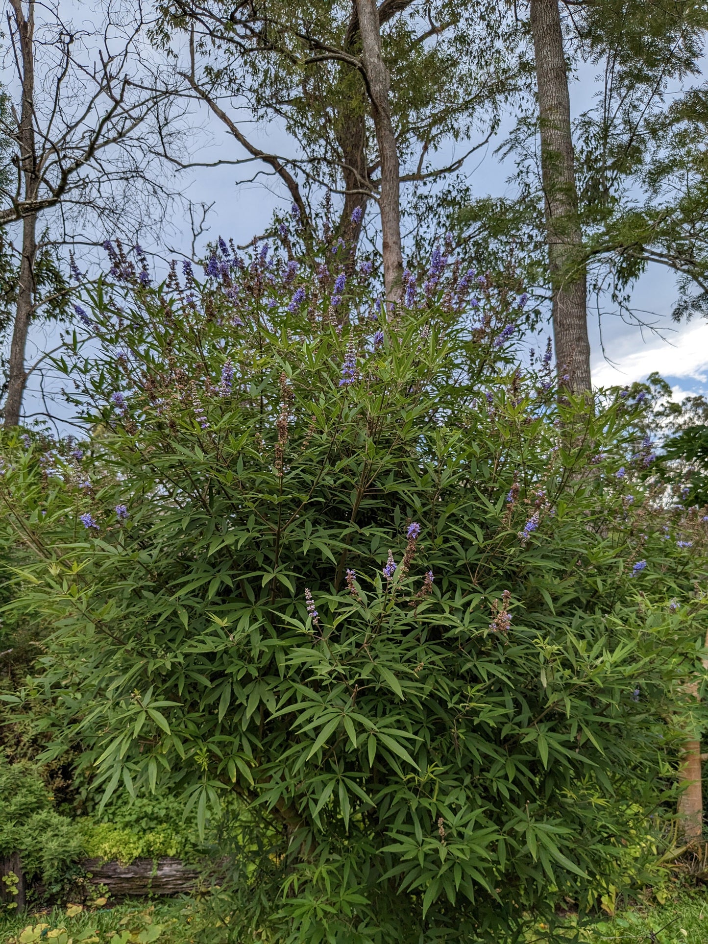 Chaste Tree