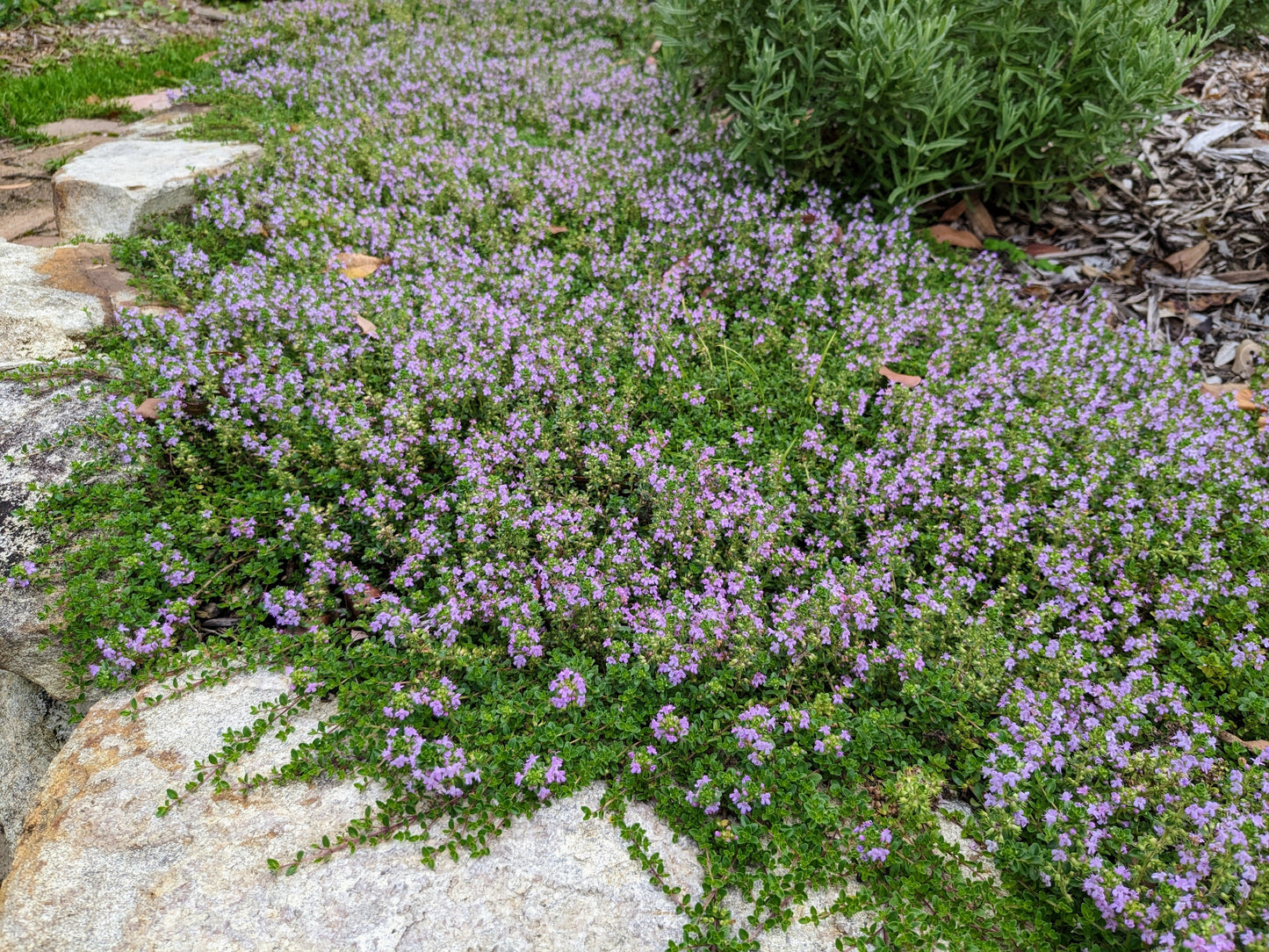 Thyme - Pink Matting Thyme