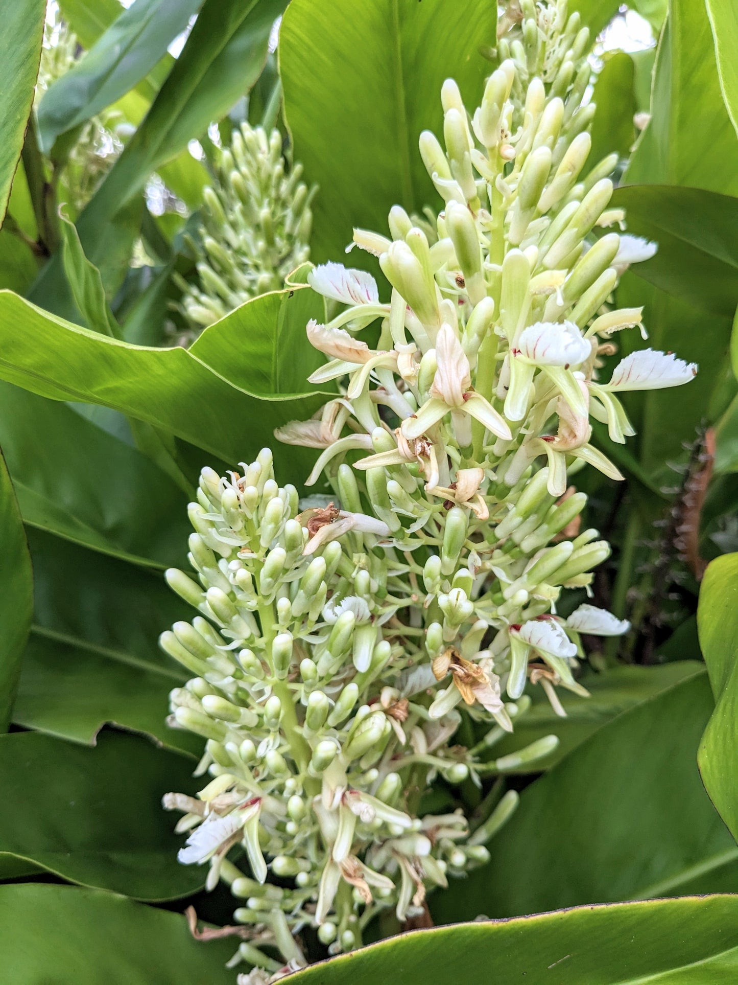 Galangal Flower