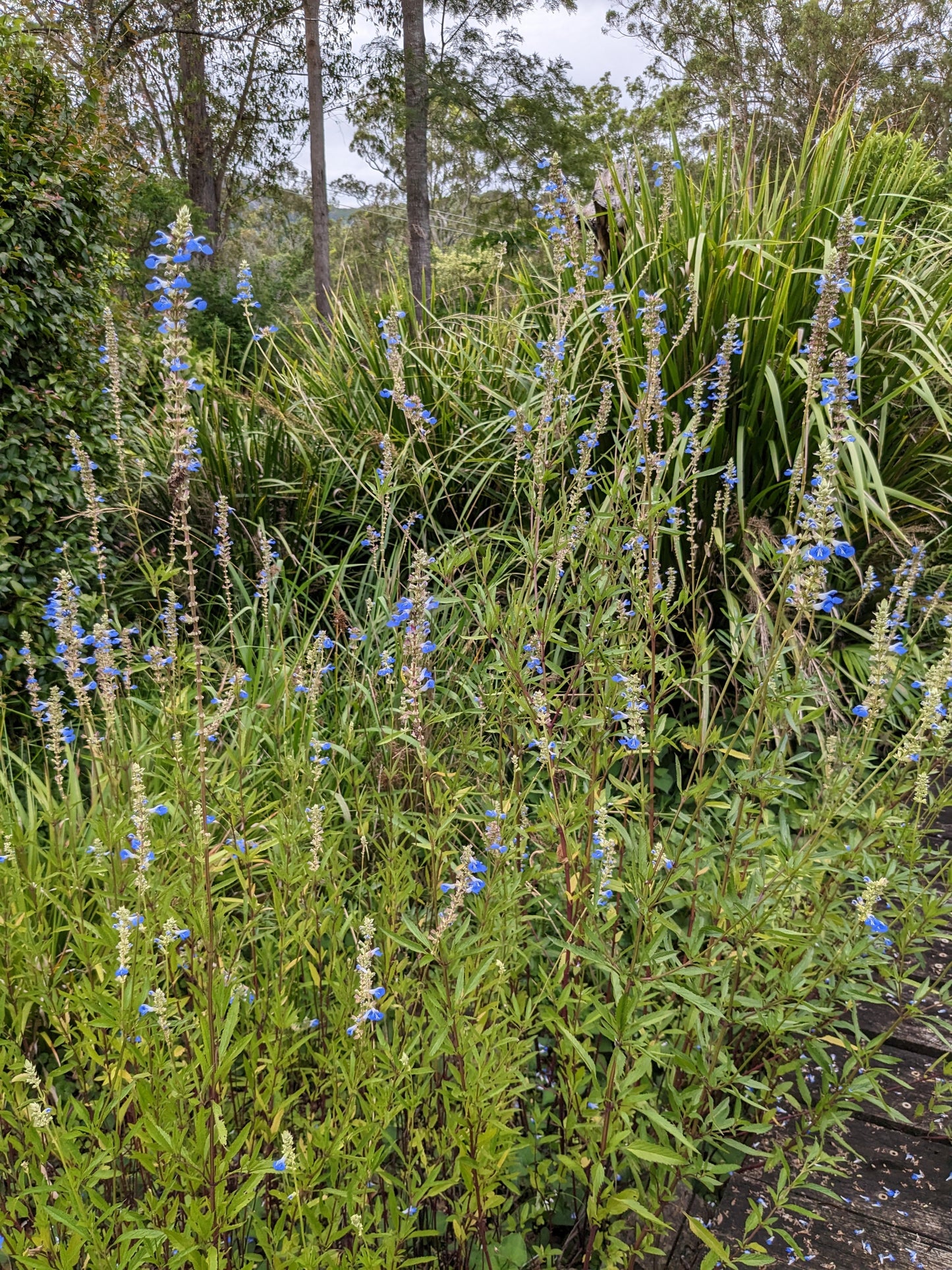Full grown Salvia uliginosa 'Bog Sage'