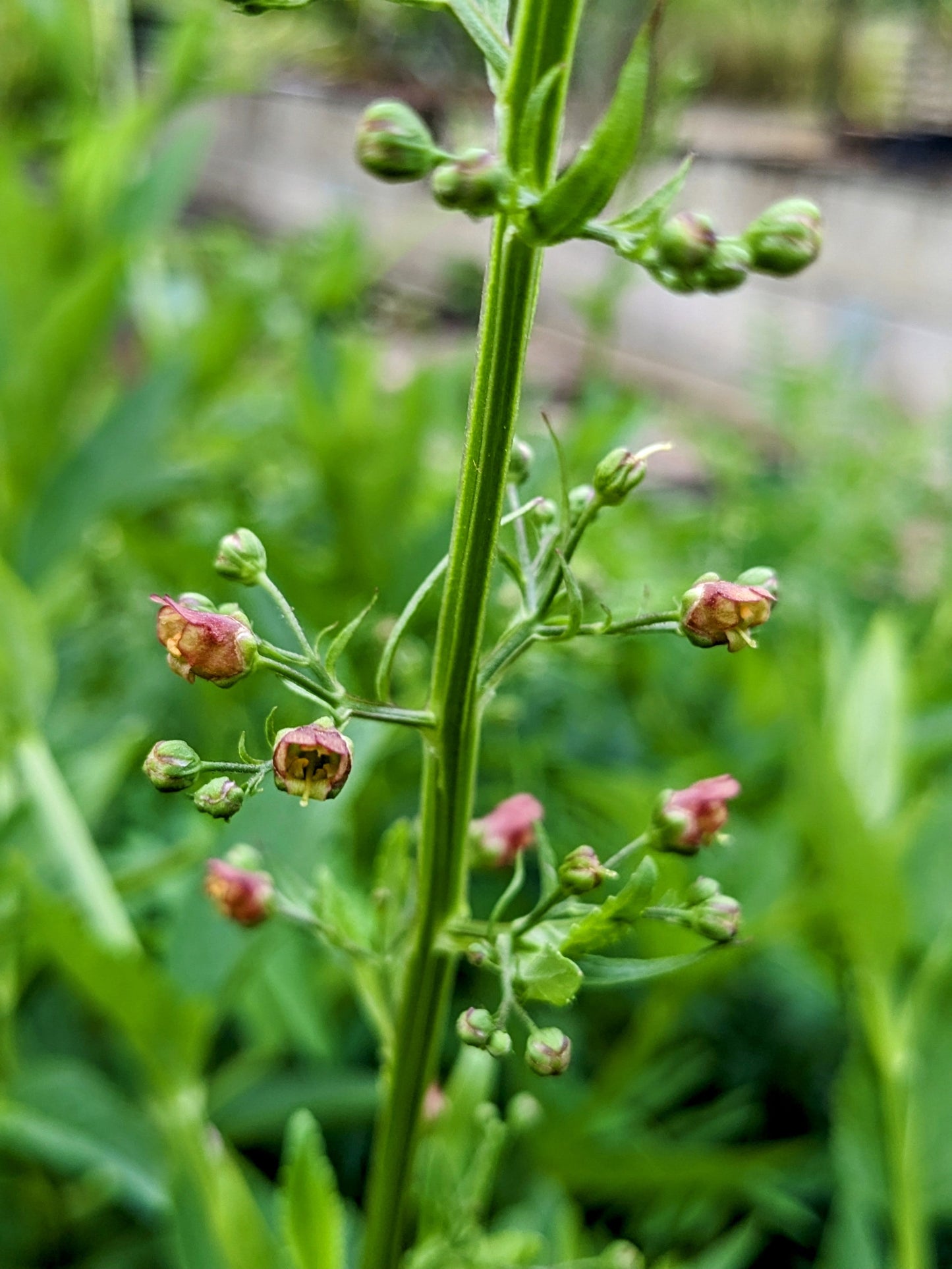 Figwort