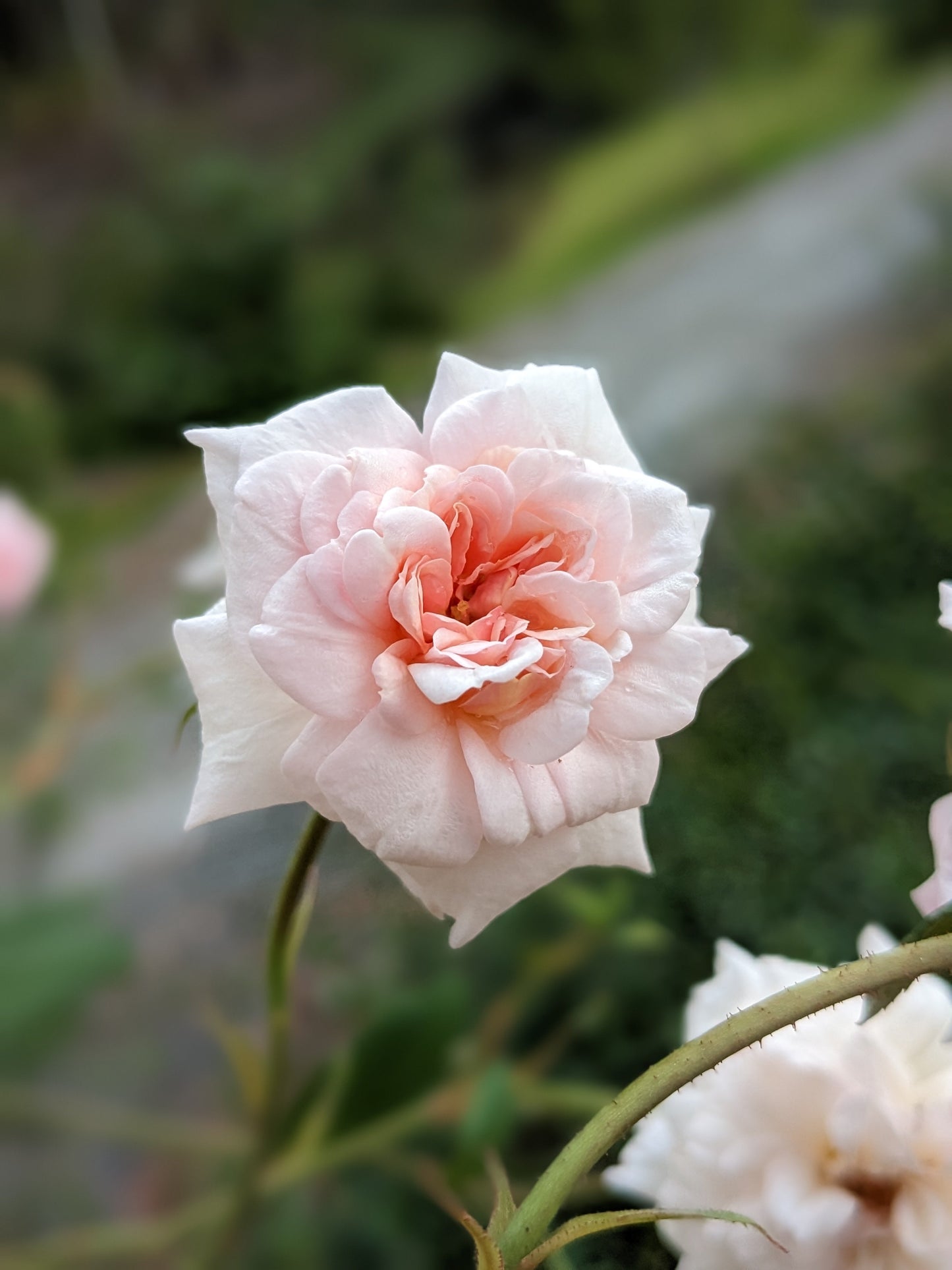 Rose 'Cécile Brünner'