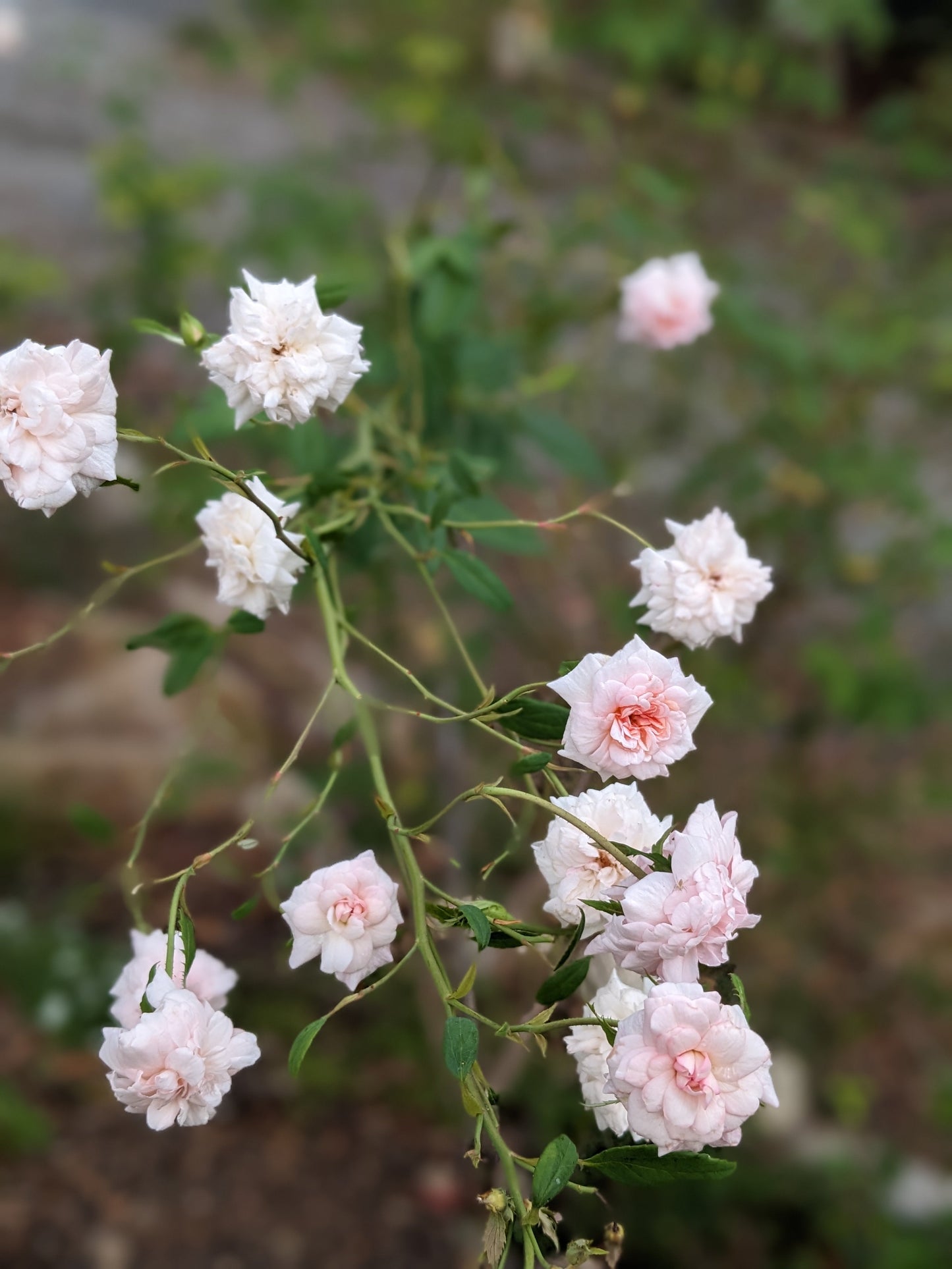 Rose 'Cécile Brünner'